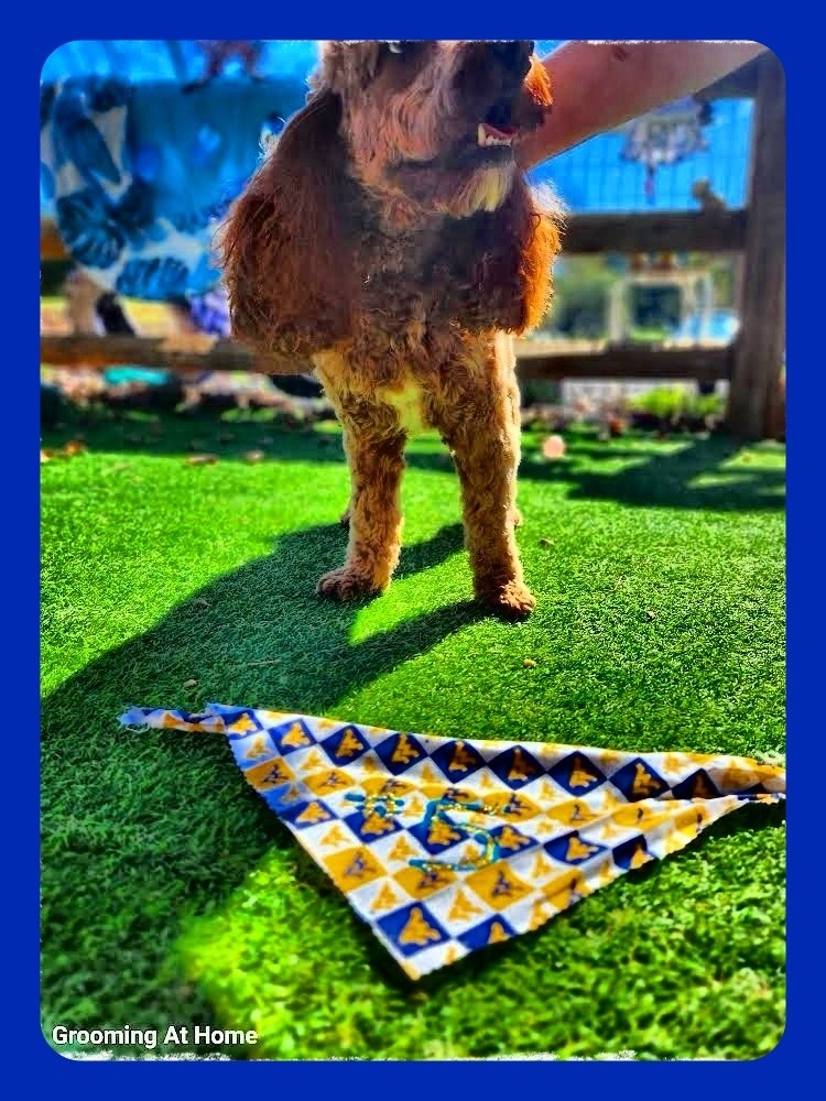 Grooming At Home Woodbridge