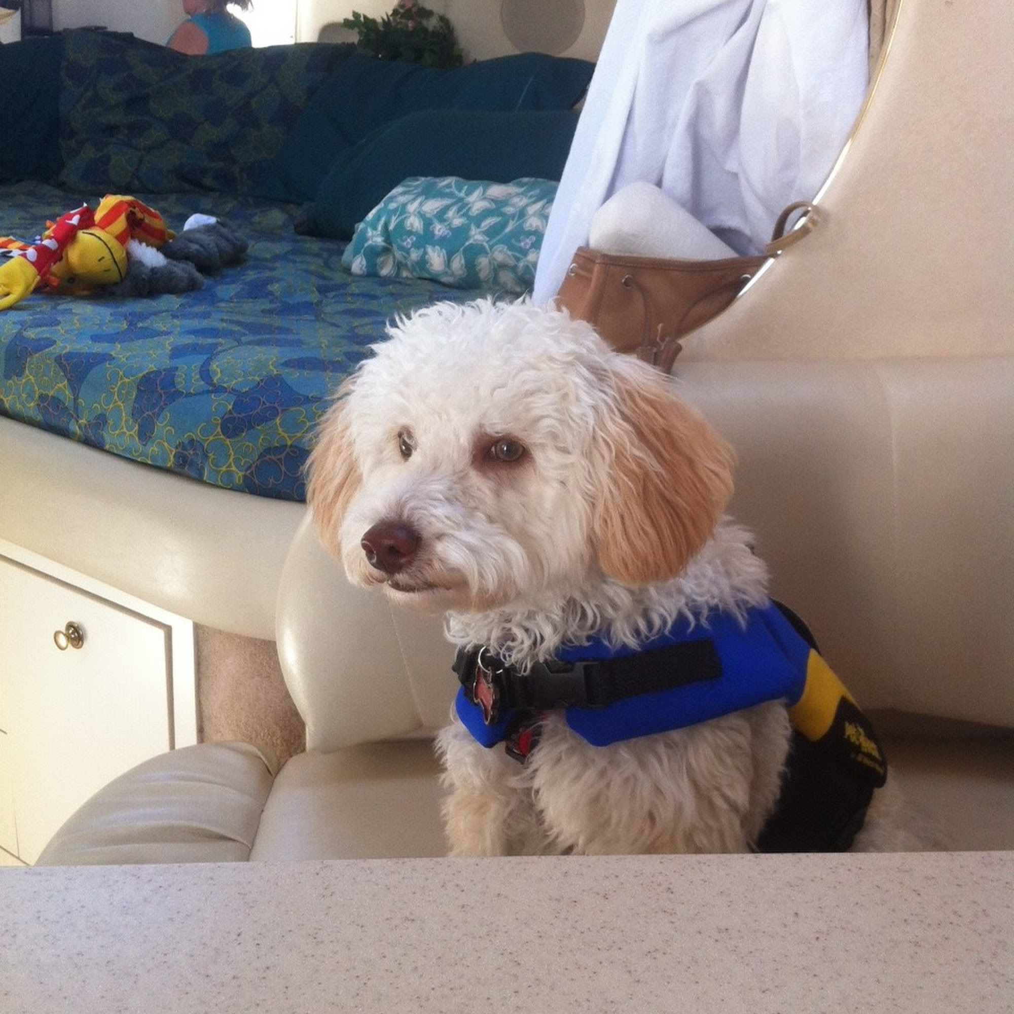 All Breeds Dog Walking Woodbridge