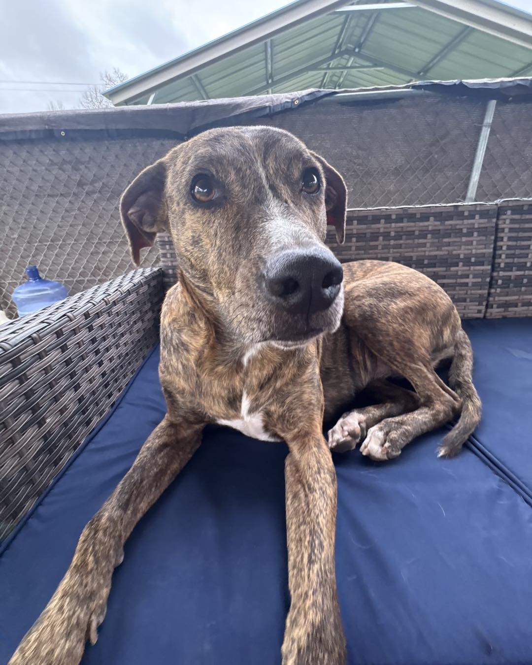 The Dog Eaze Inn Woodbridge