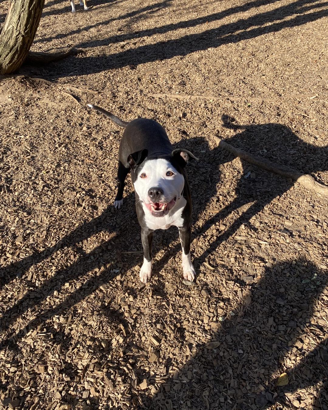 The Dog Eaze Inn Woodbridge