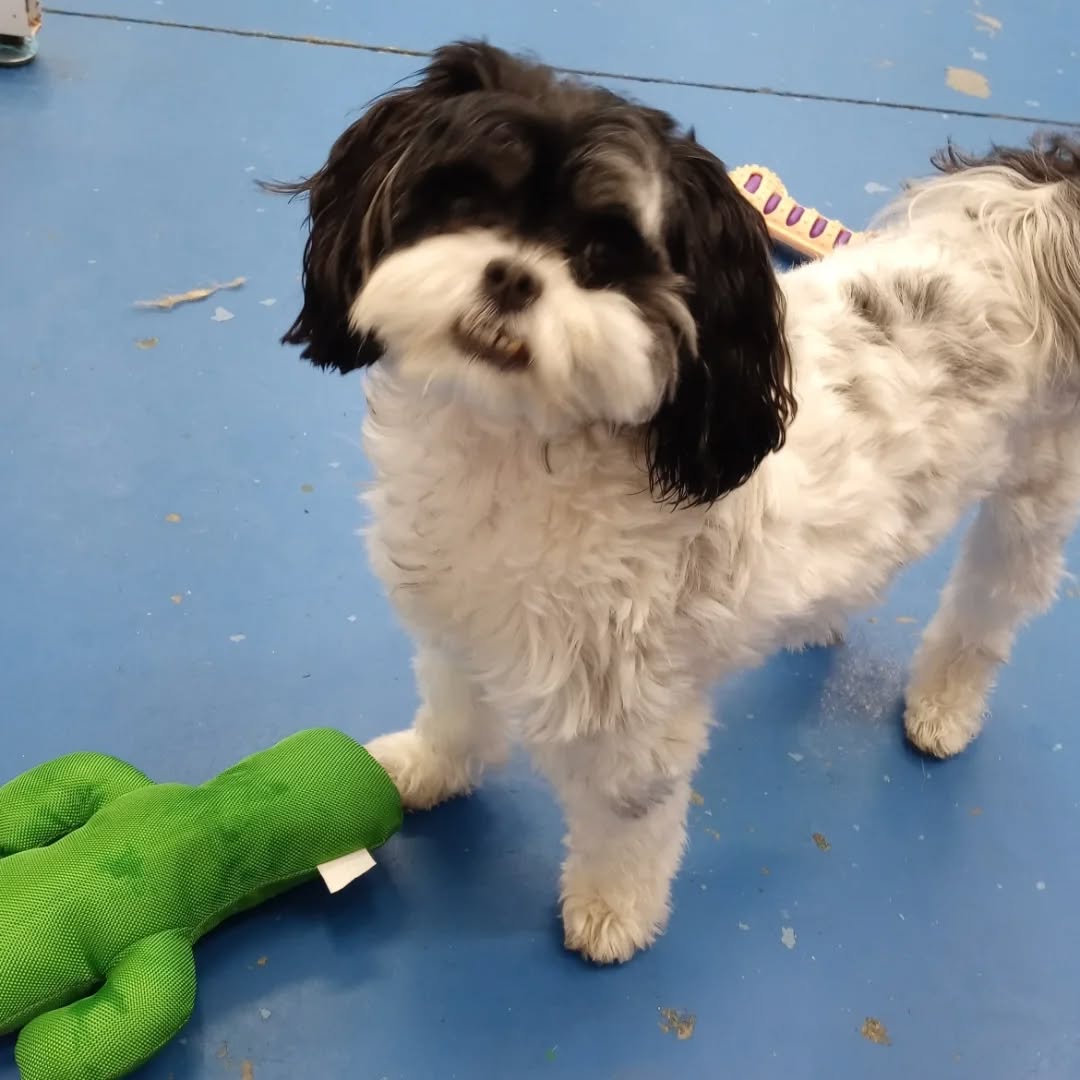 Mr Woof Dog Care Woodbridge