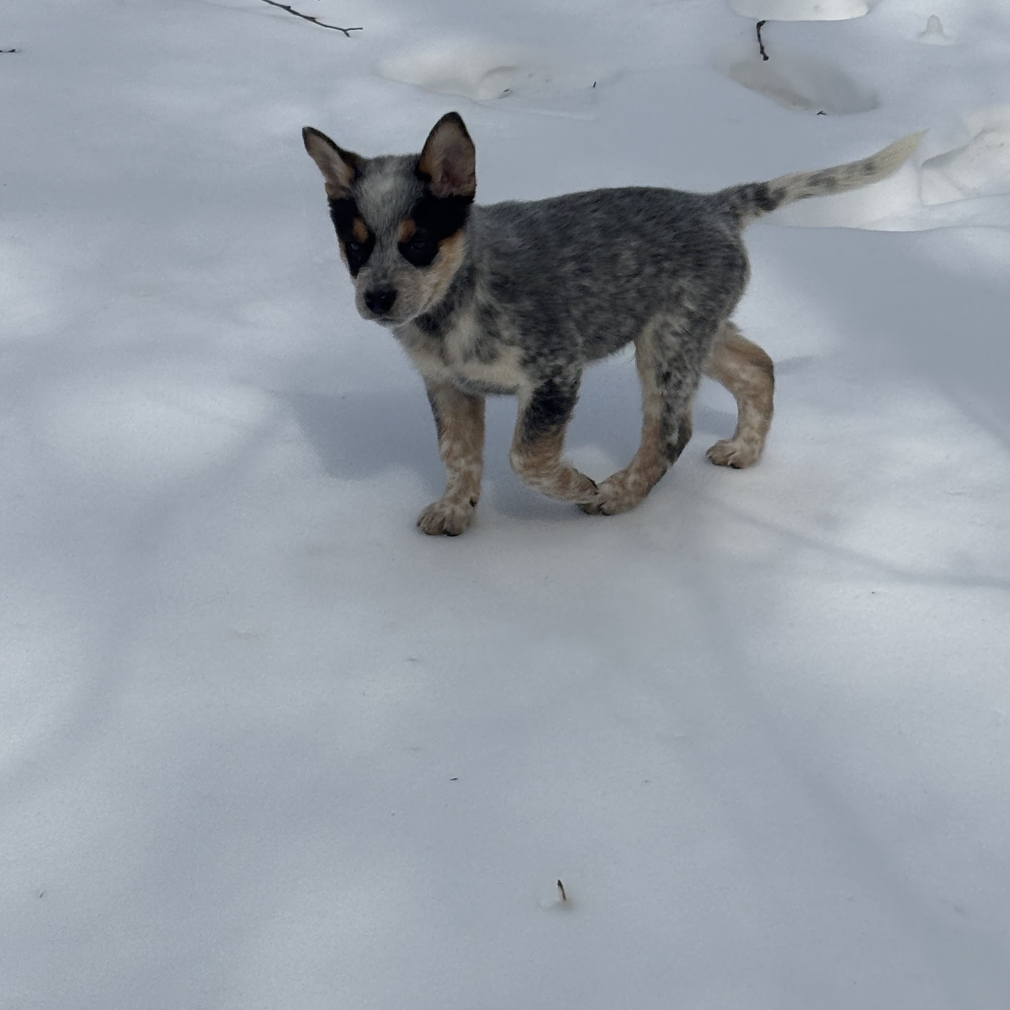 Pets R Family Animal Hospital Woodbridge