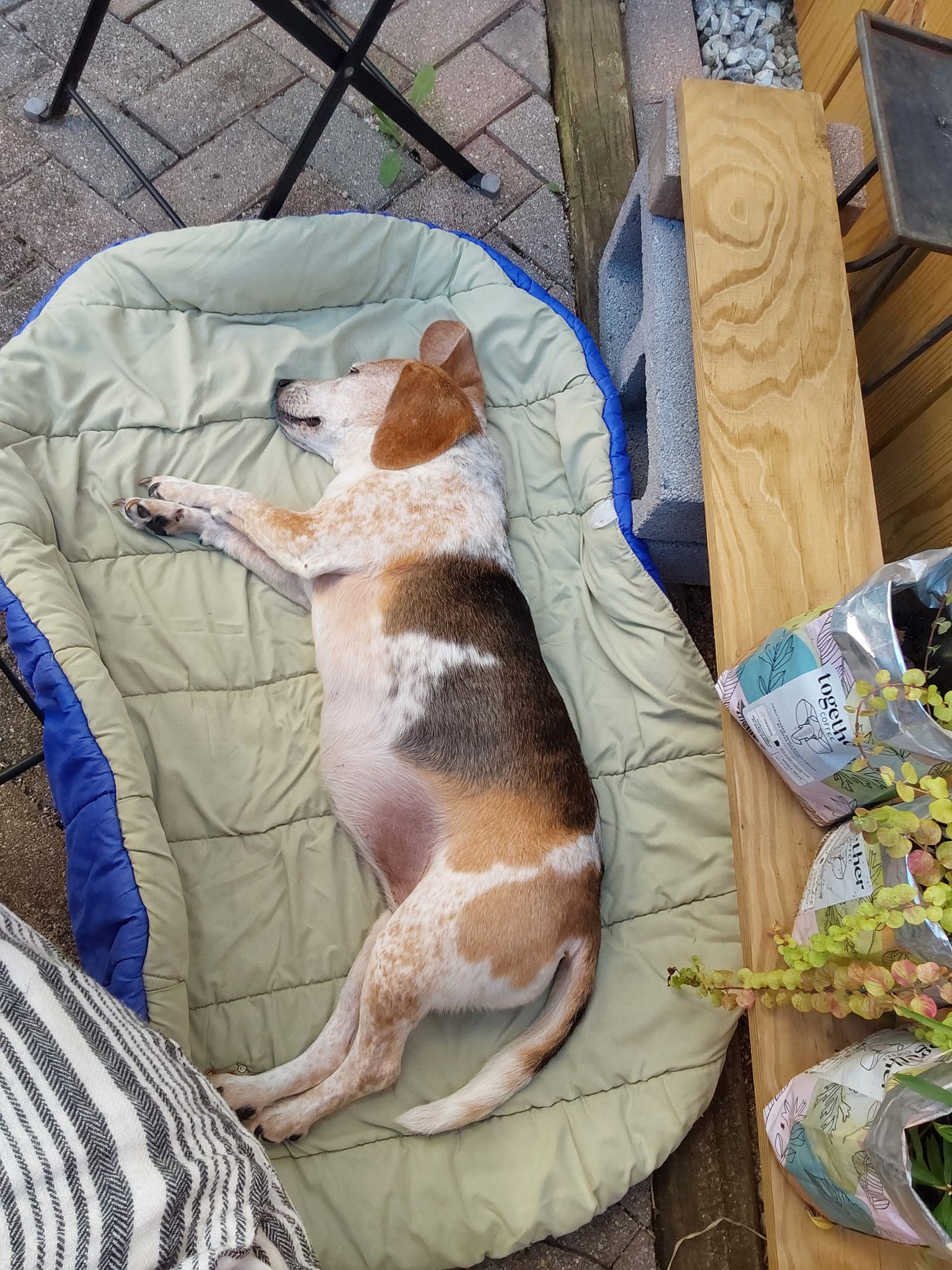 FurEver Family, LLC Woodbridge