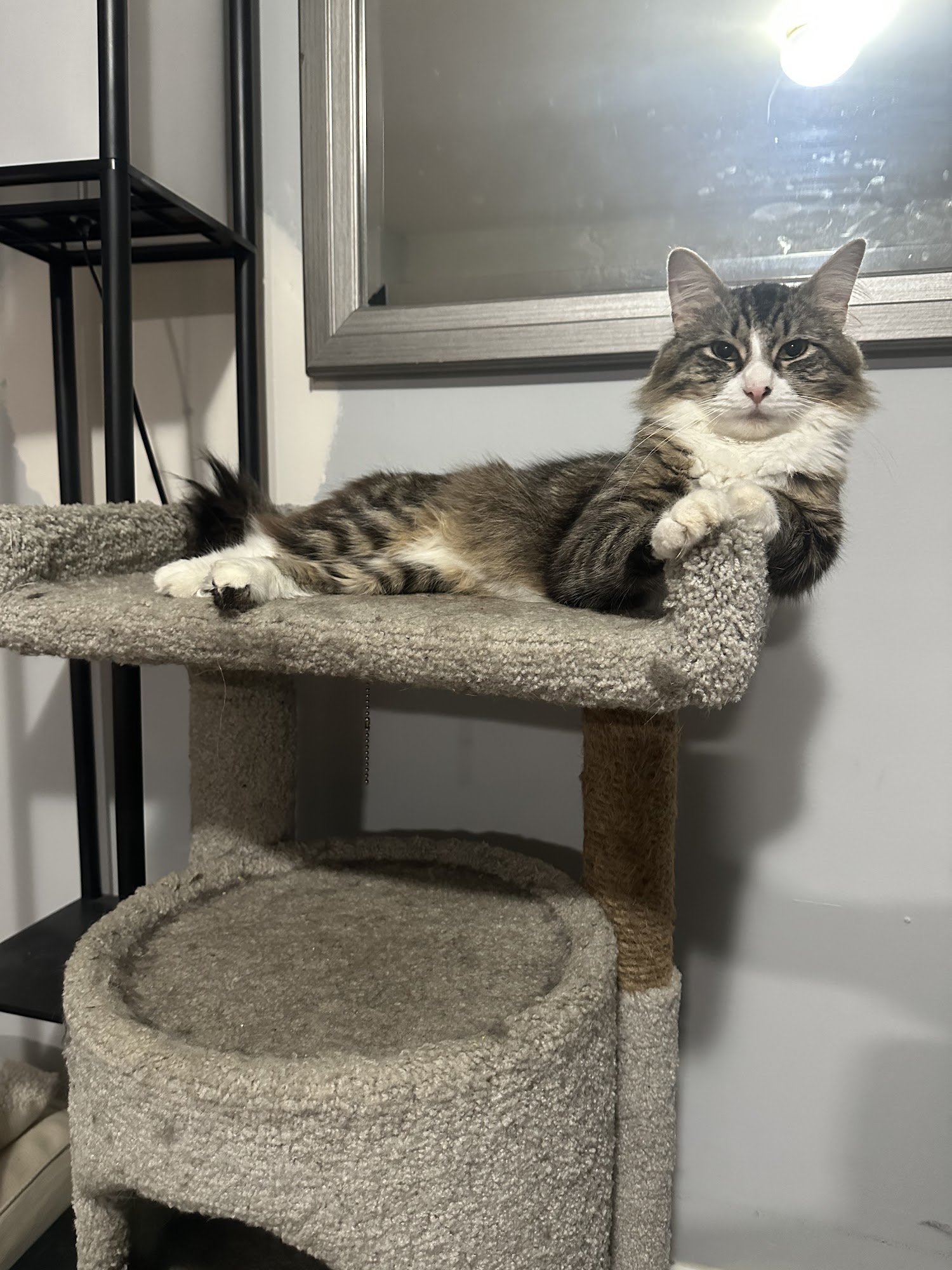 Pets Ltd. Woodbridge