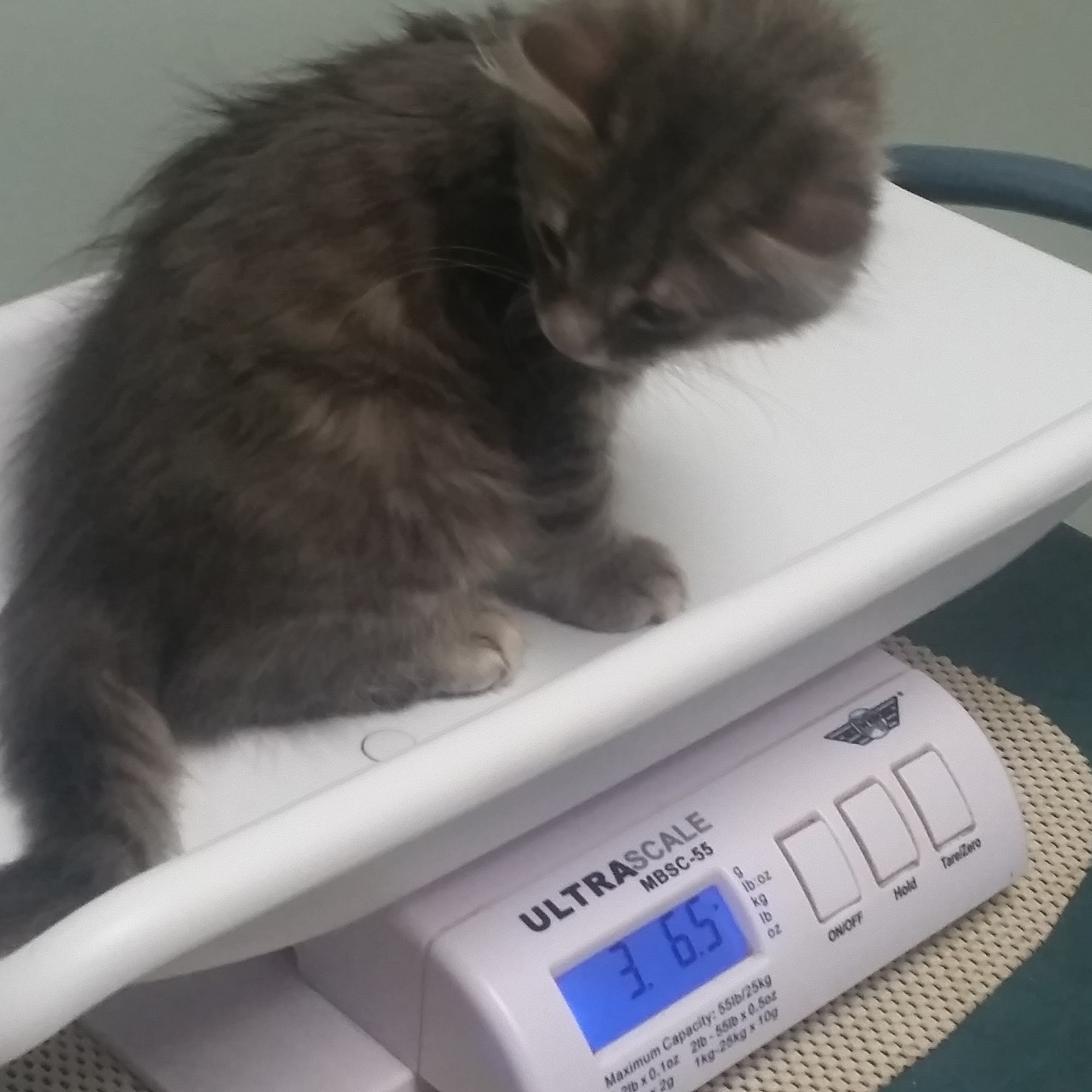 Shenandoah Animal Hospital Inc: Davis Erin M DVM Woodstock