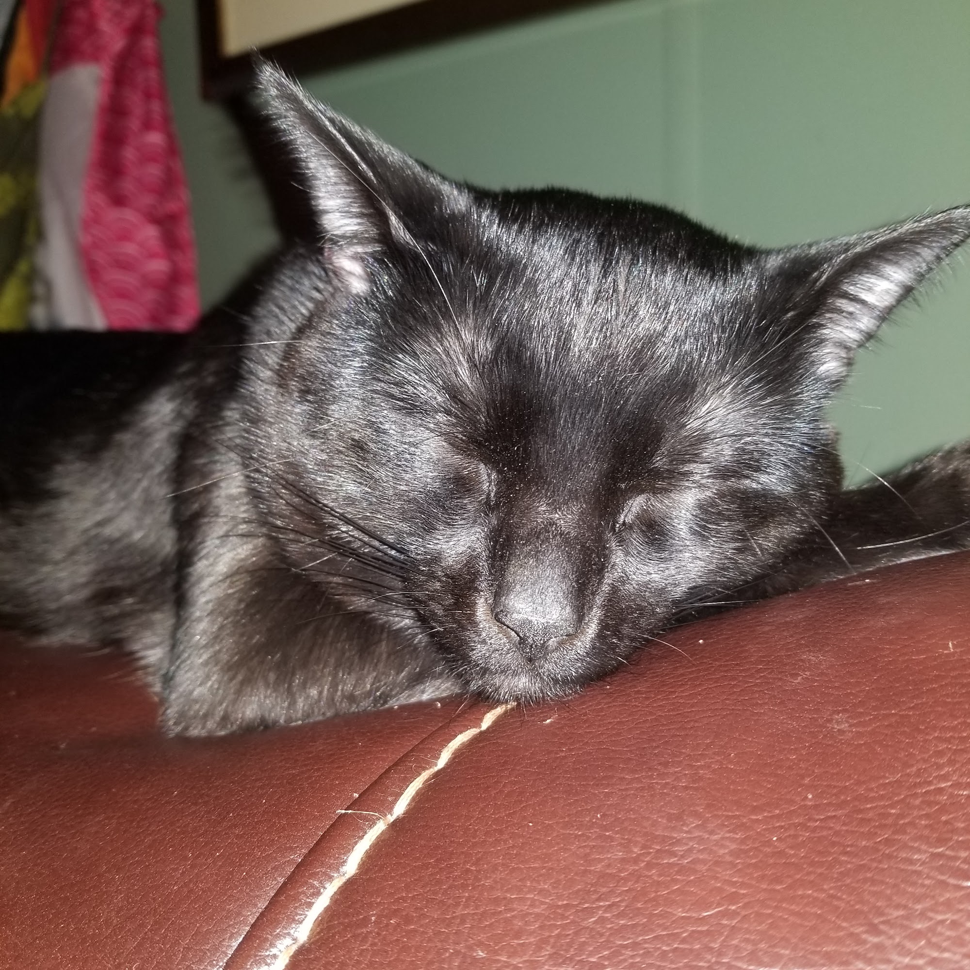 Animal Care Clinic, LLC Wytheville