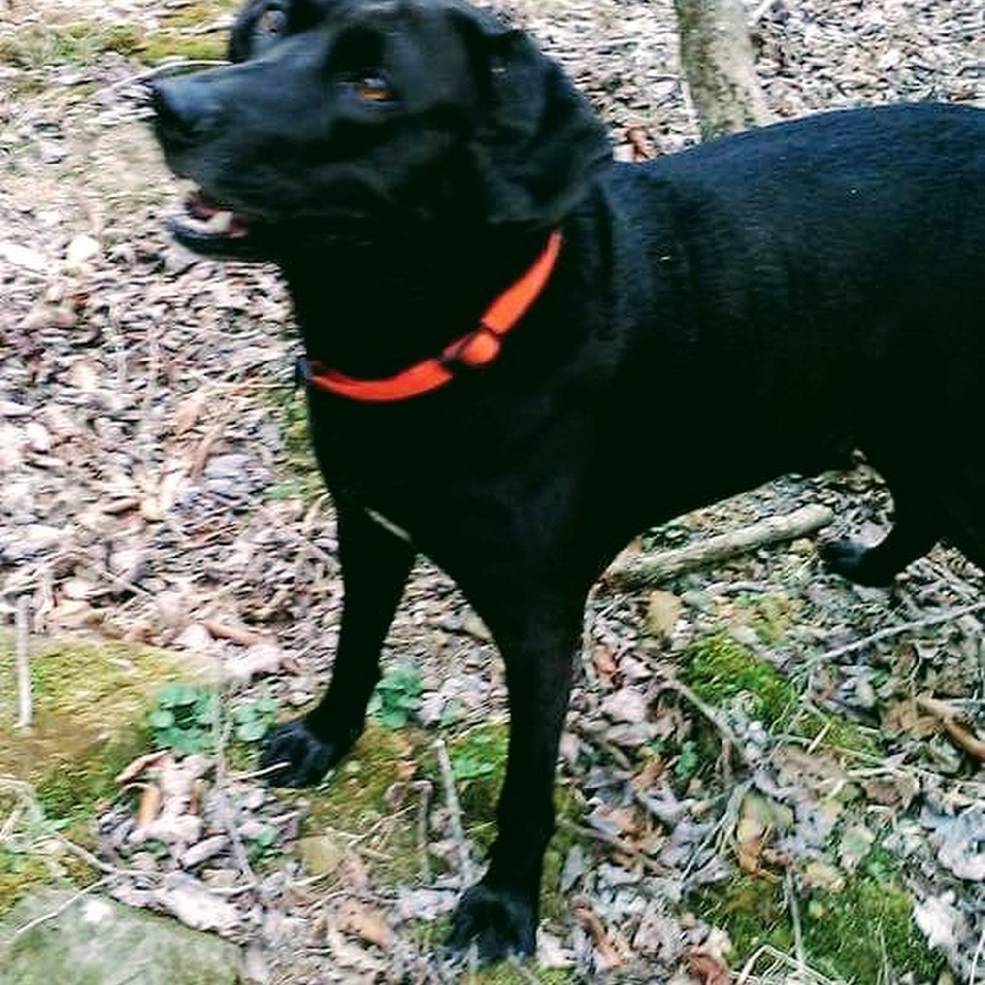 Jessee Animal Clinic Wytheville