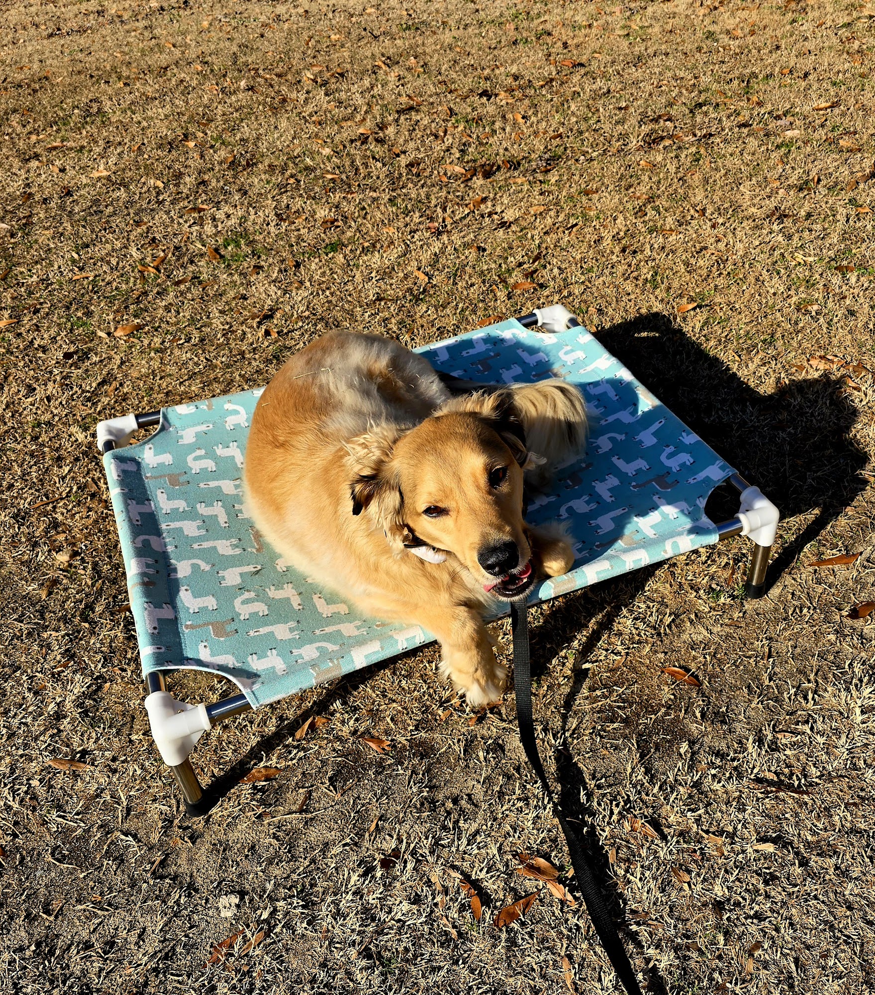 Off Leash K9 Training Hampton Roads Yorktown