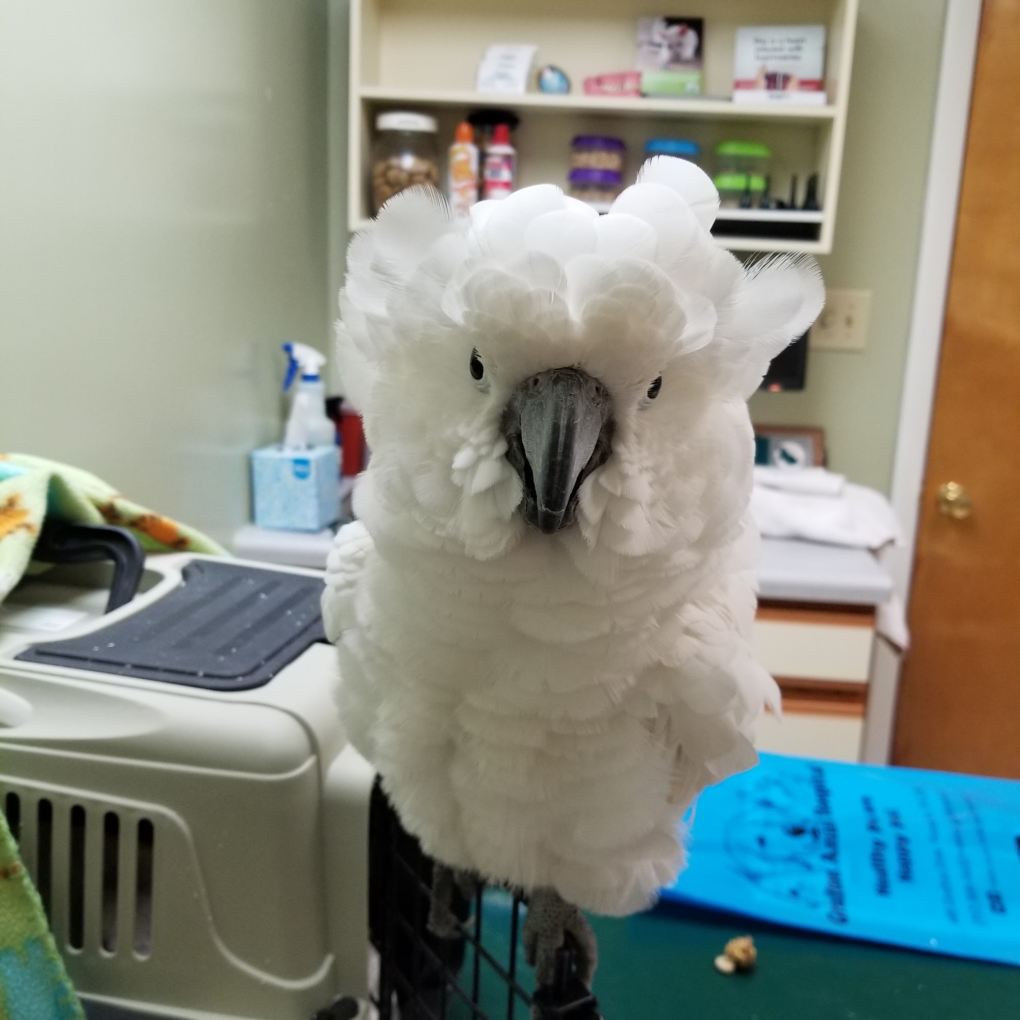 Bockelman Angela DVM Yorktown