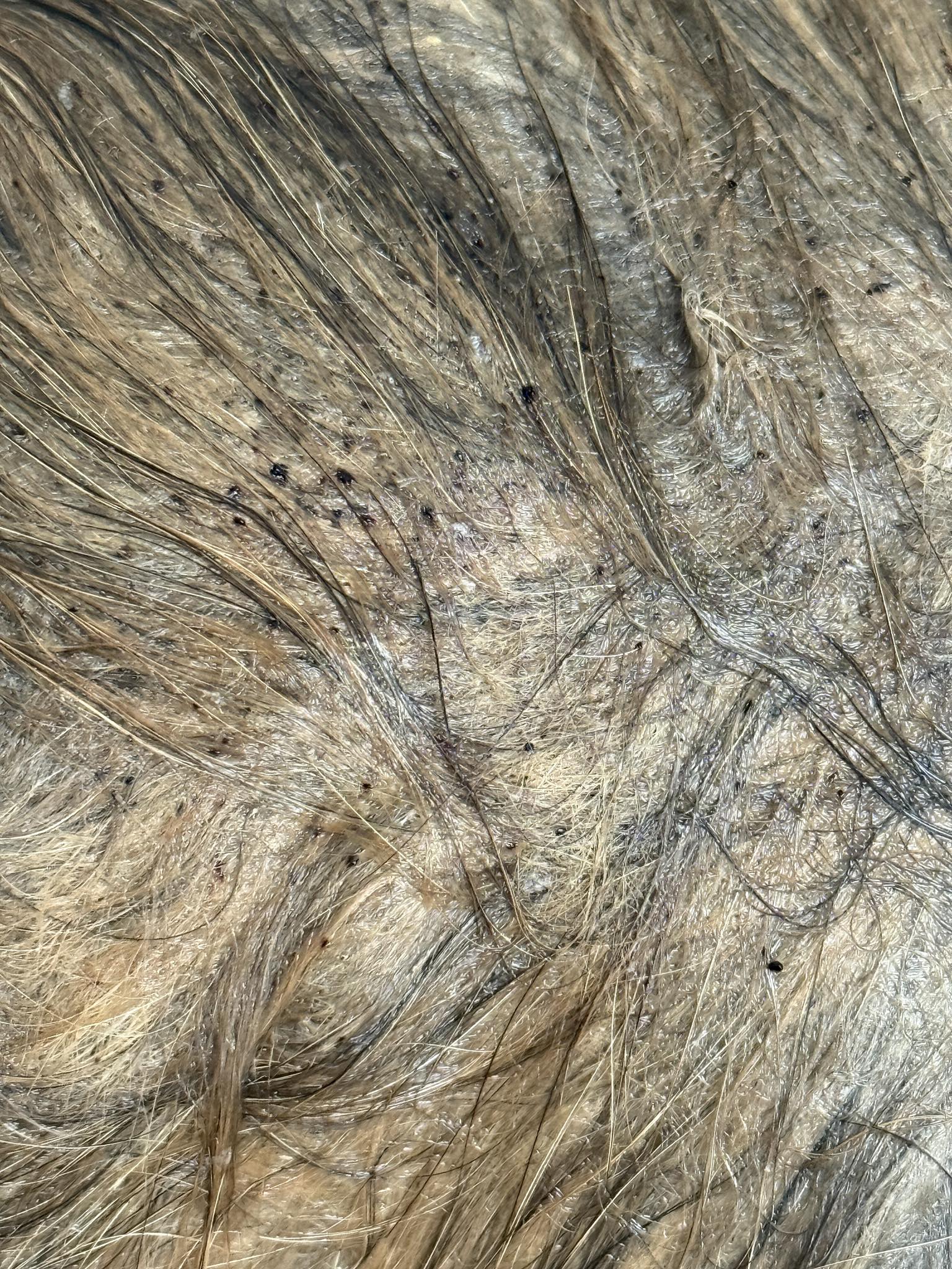 Purrocious Styles Feline Designs LLC Yorktown