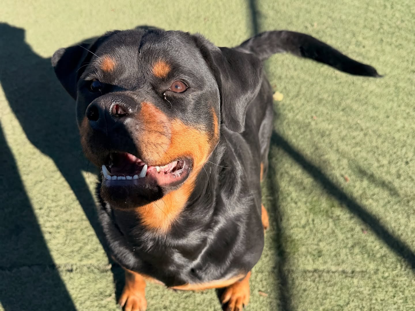 Pet Lodge At Yorktown Yorktown