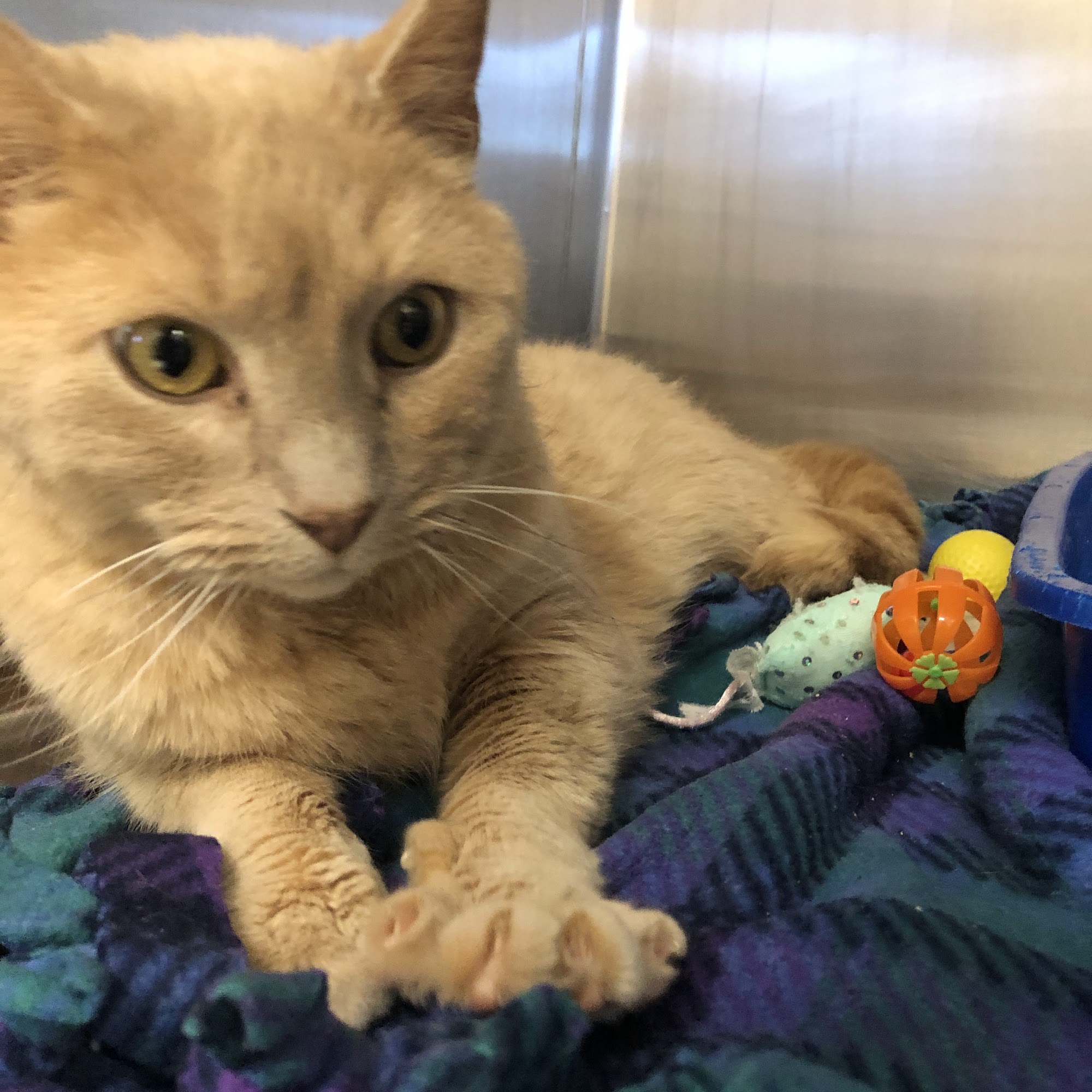 Second Chance Animal Center Arlington