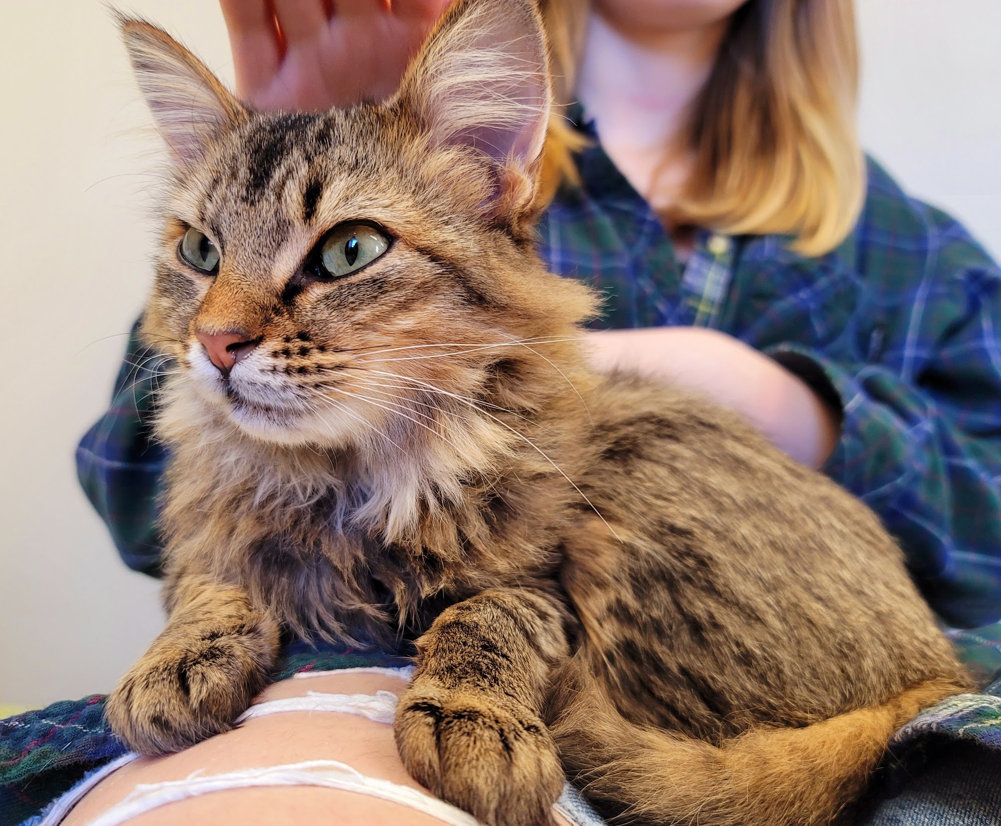 Second Chance Animal Center Arlington