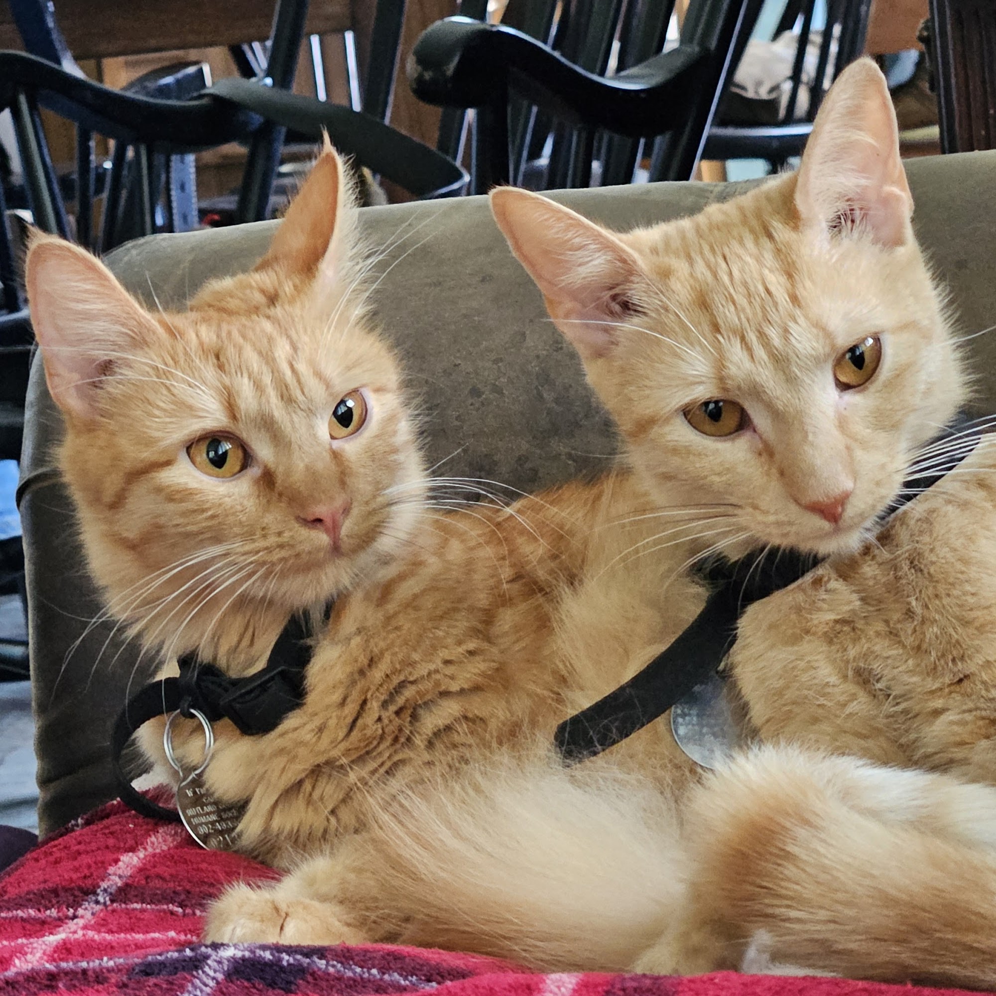 Arlington Animal Hospital Arlington