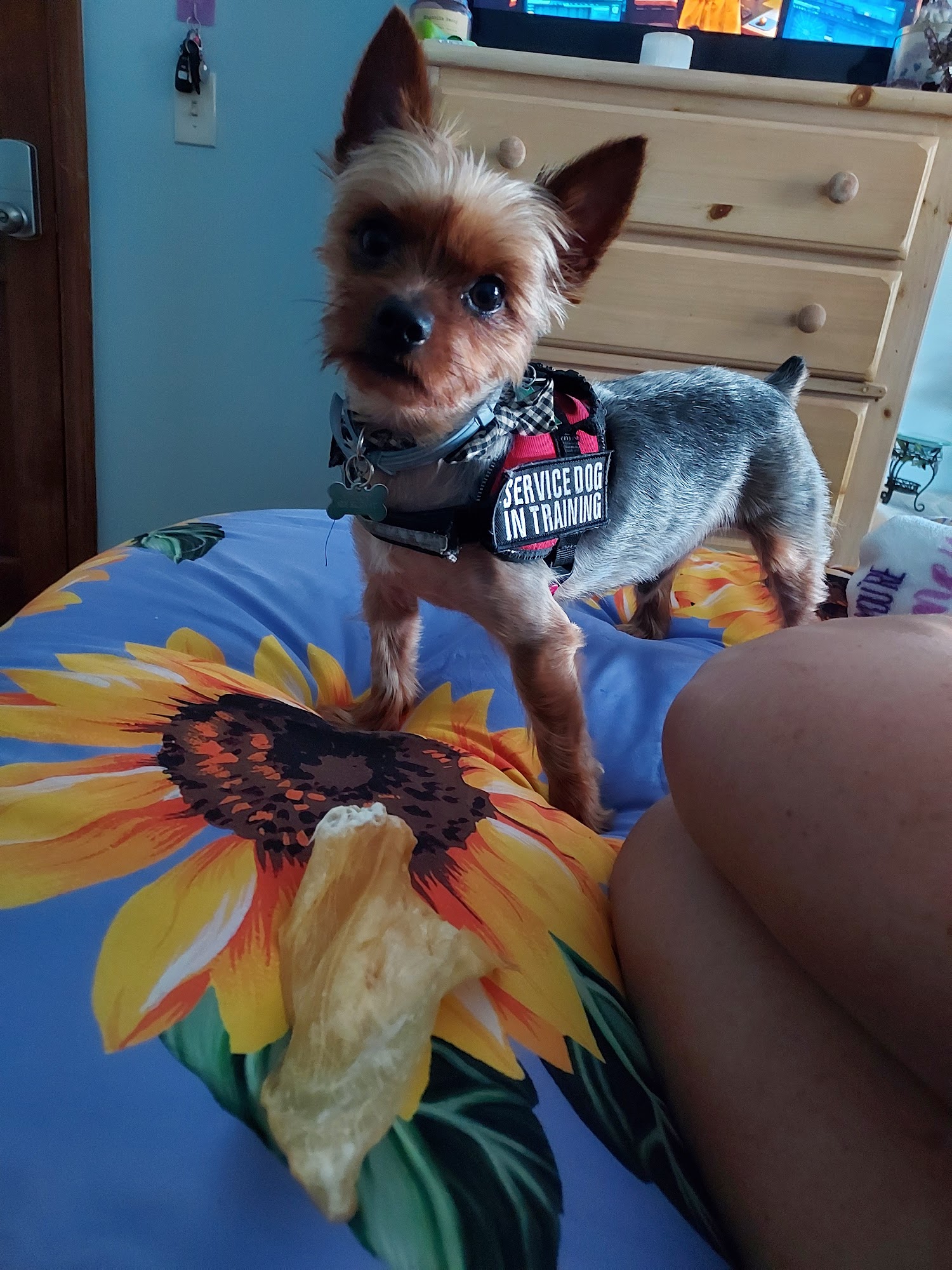 Mount Anthony Veterinary Hospital Bennington