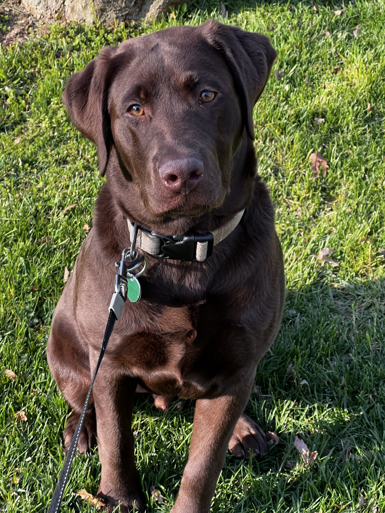 West Mountain Animal Hospital Bennington