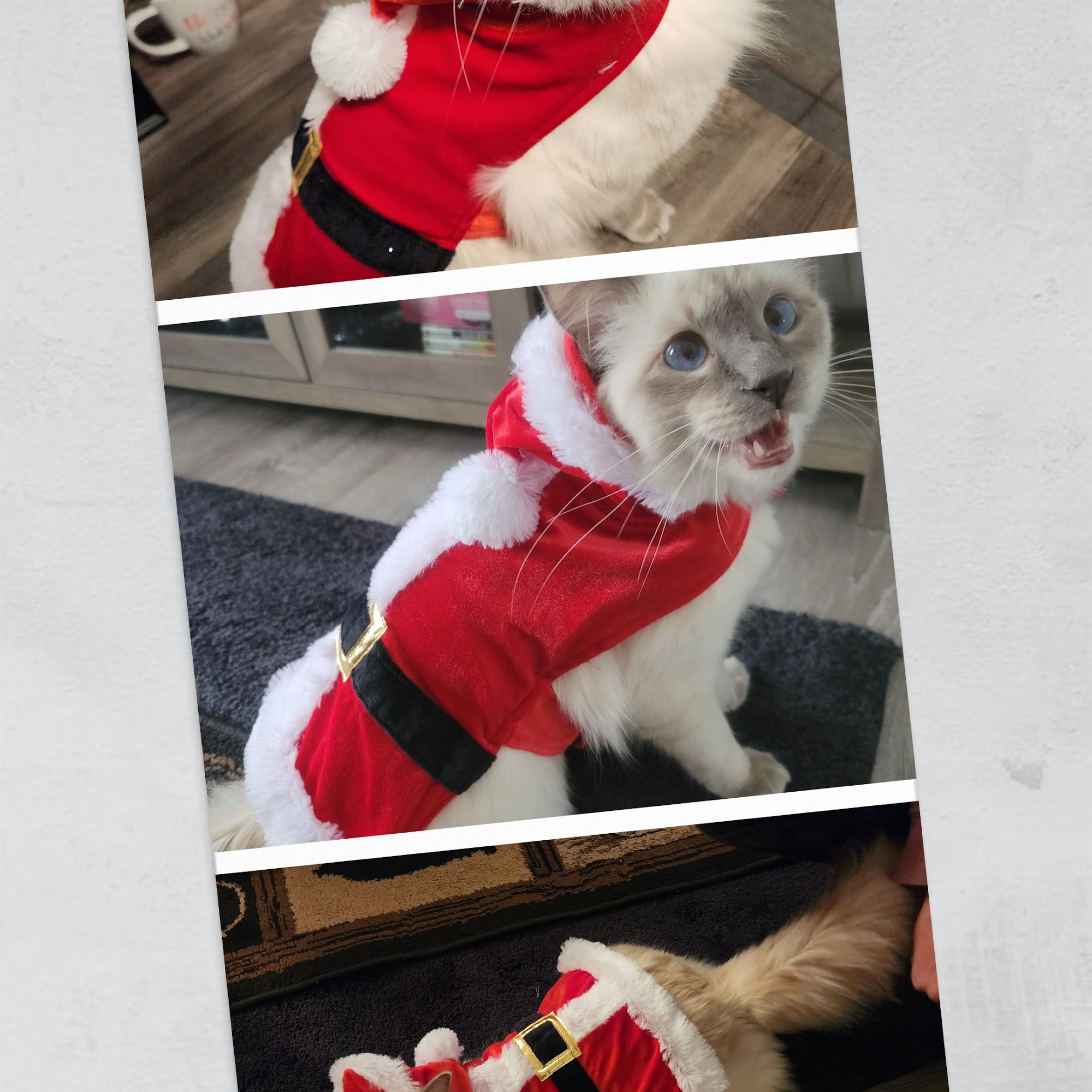 West Mountain Animal Hospital Bennington