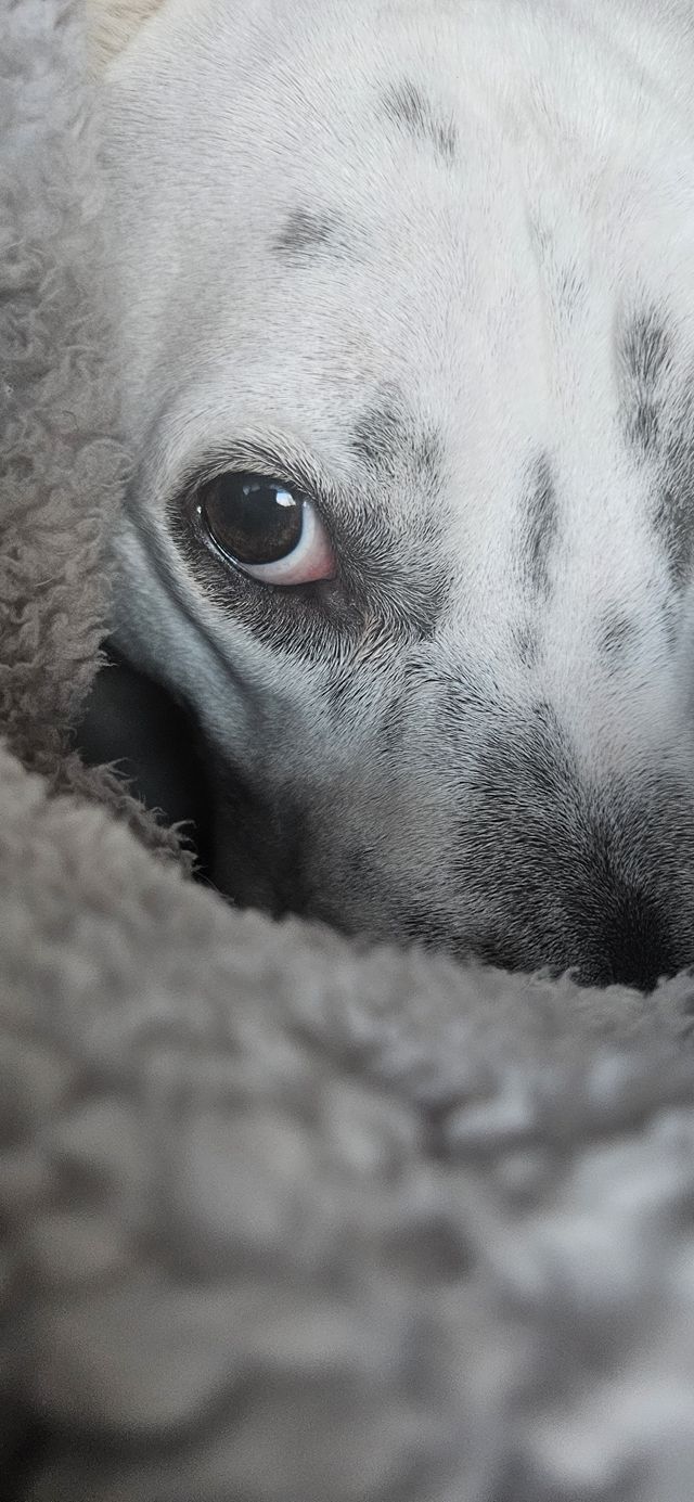 The angry egg two Bennington