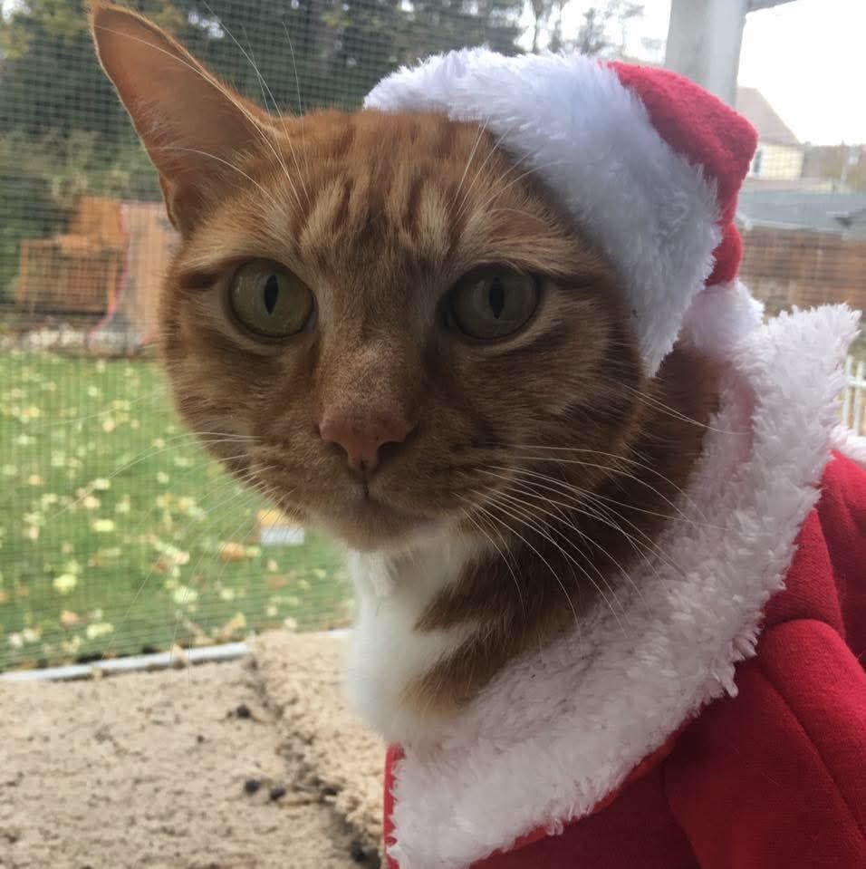 The angry egg two Bennington