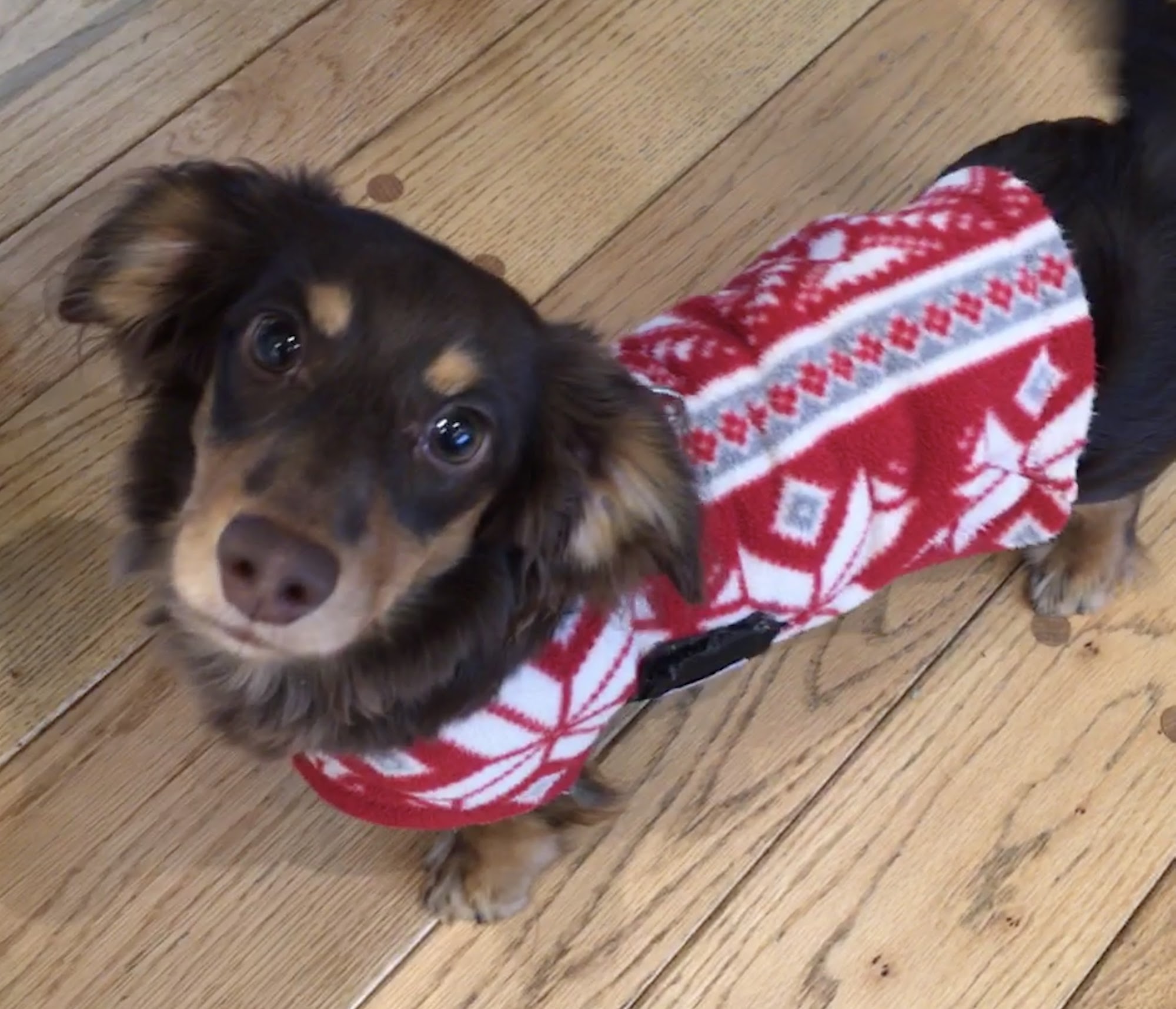 Ten Dog Lane Bennington