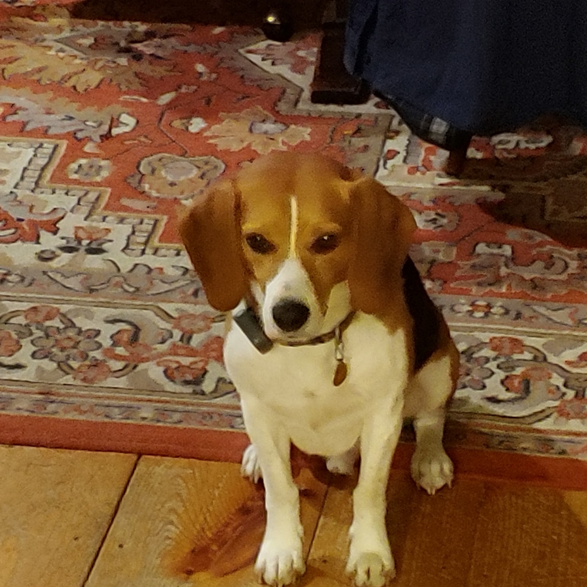 Bradford Veterinary Clinic: Dyer Susan DVM Bradford