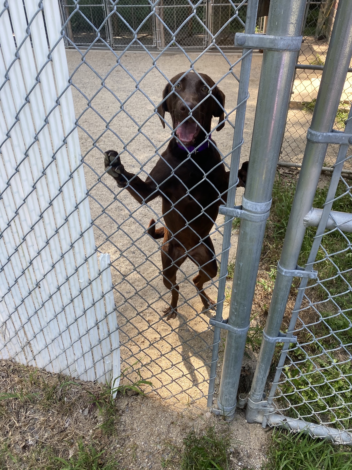 Windham County Humane Society Brattleboro