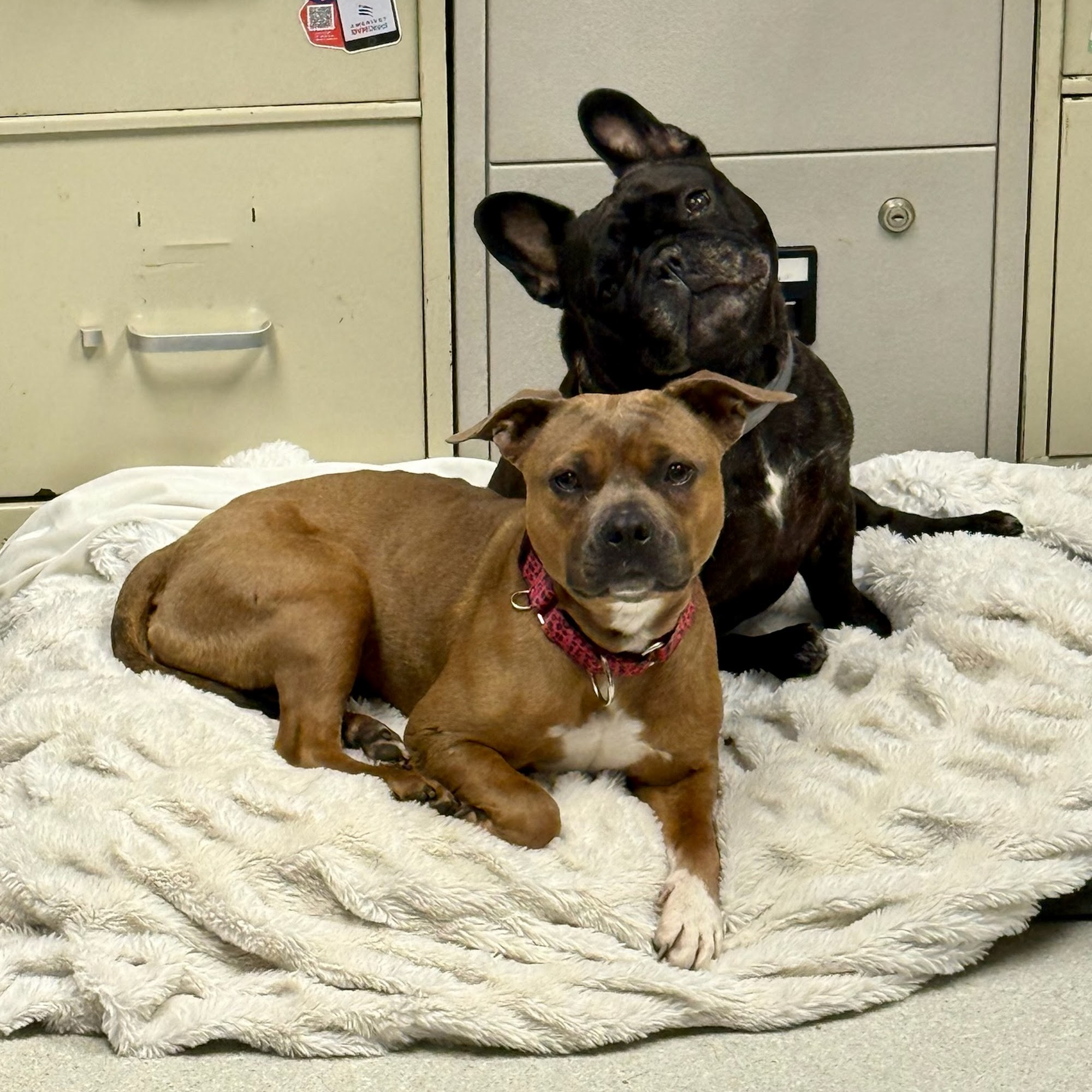 Bristol Animal Hospital Bristol