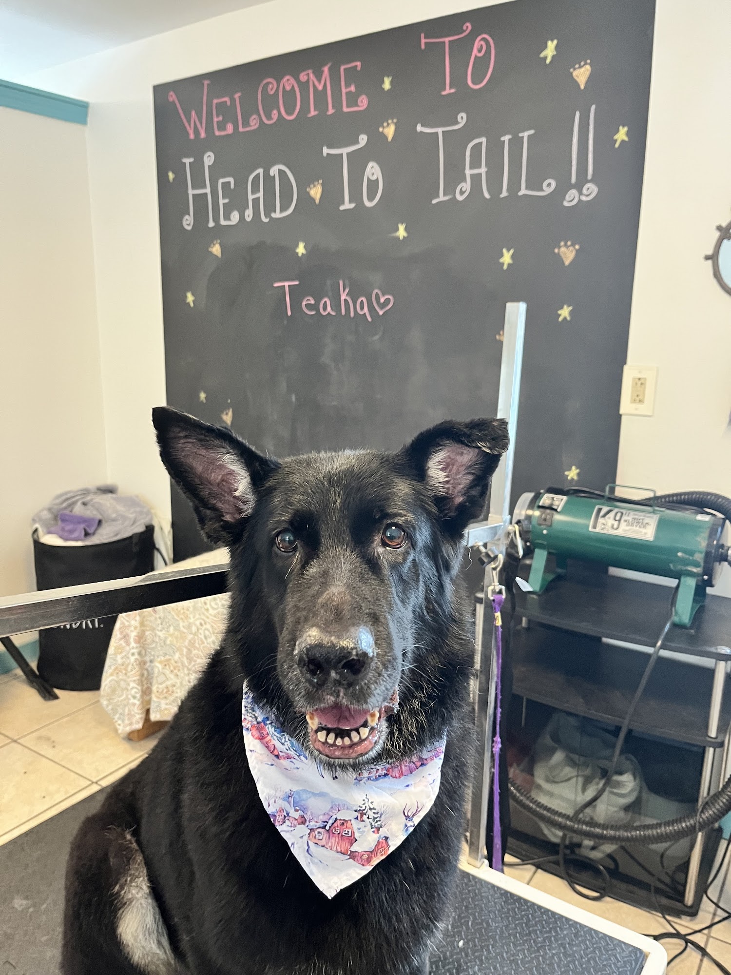 Head To Tail Dog Grooming