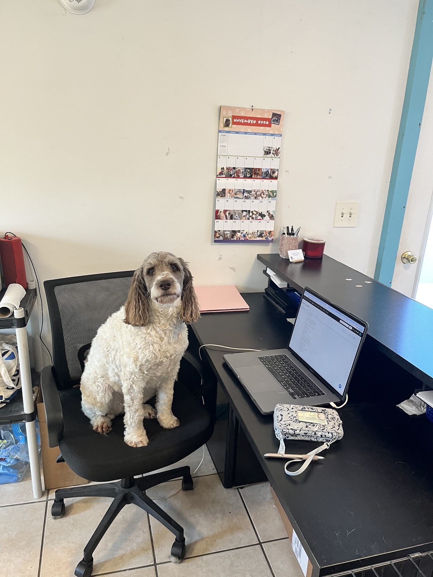 Head To Tail Dog Grooming Bristol