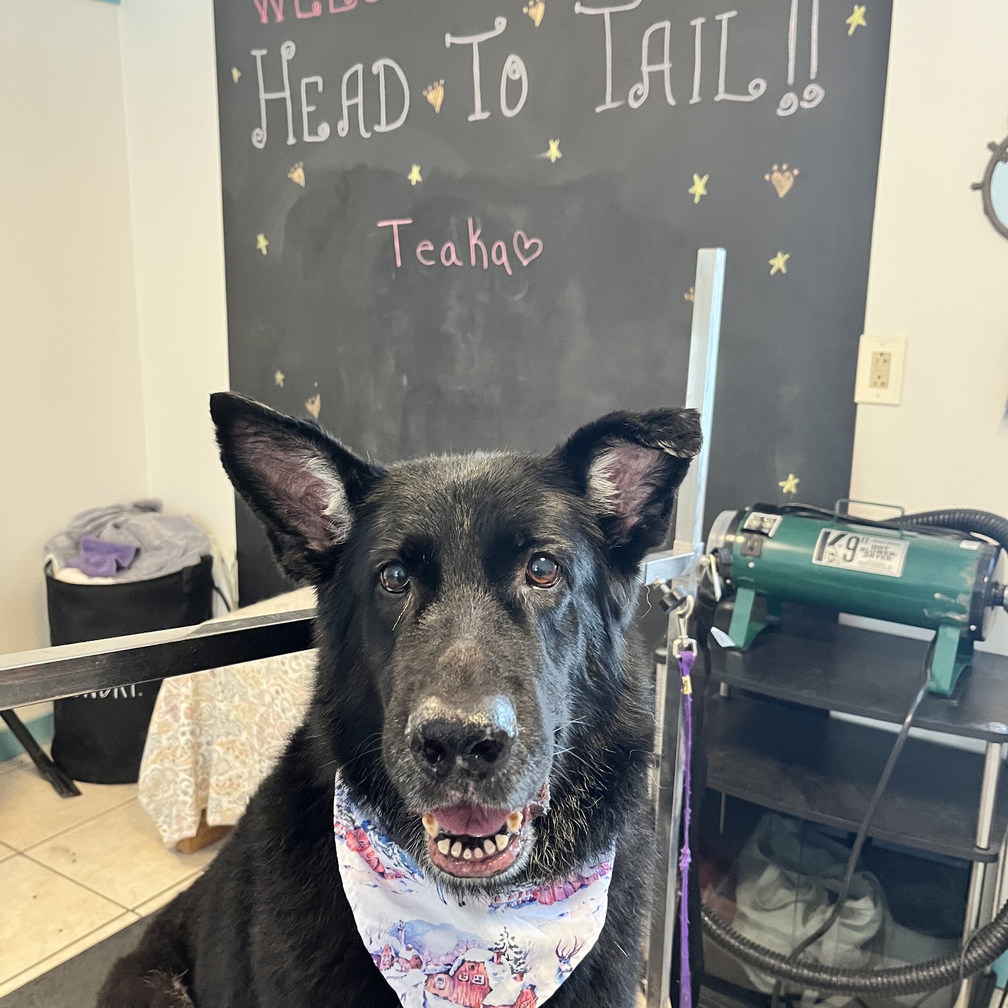 Head To Tail Dog Grooming Bristol