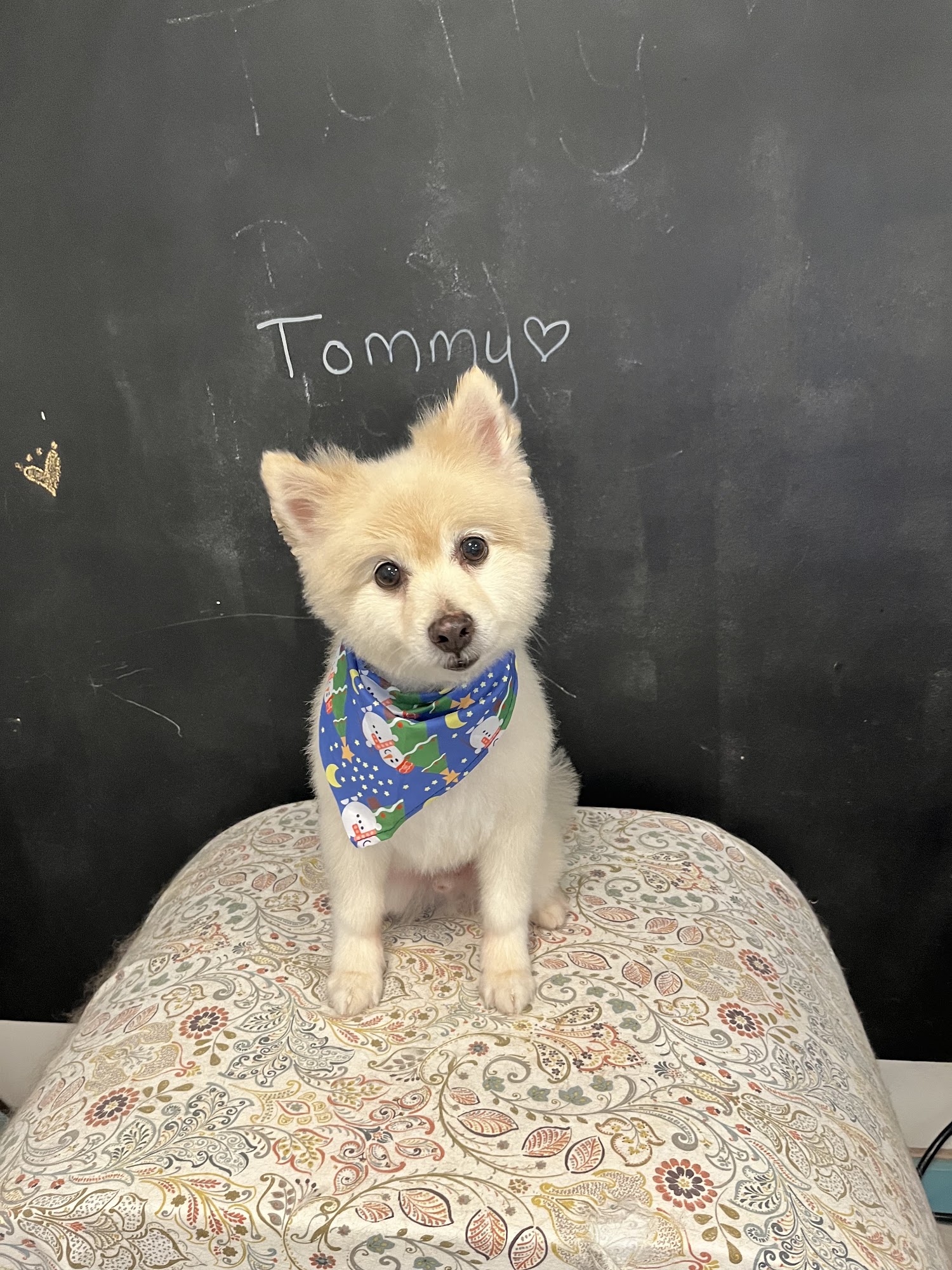Head To Tail Dog Grooming