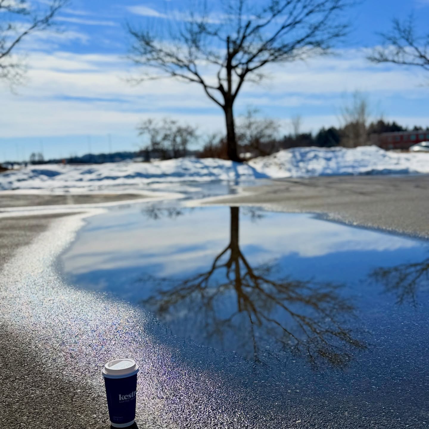 Kestrel Coffee Roasters Burlington