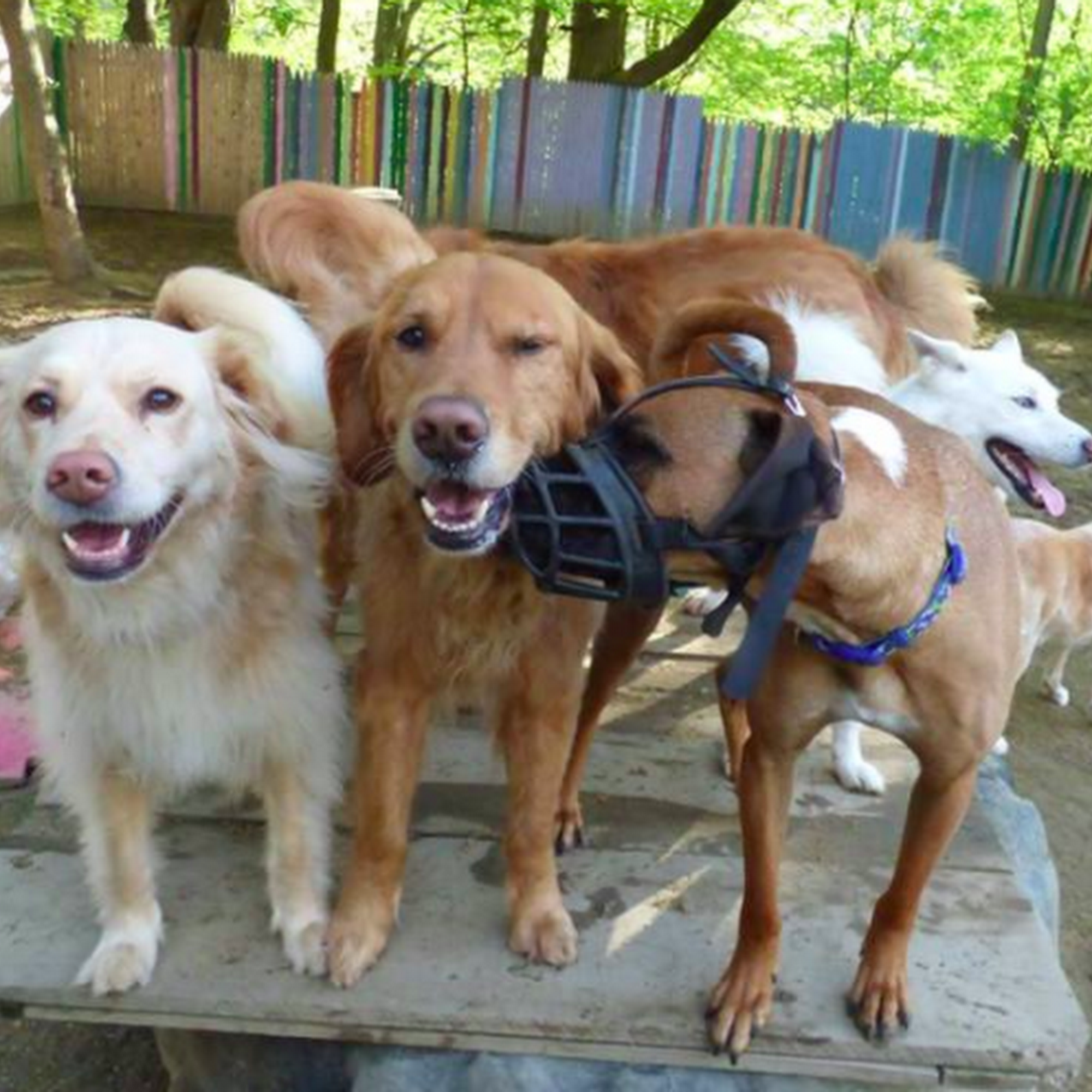 Sleepydog Kennel Colchester