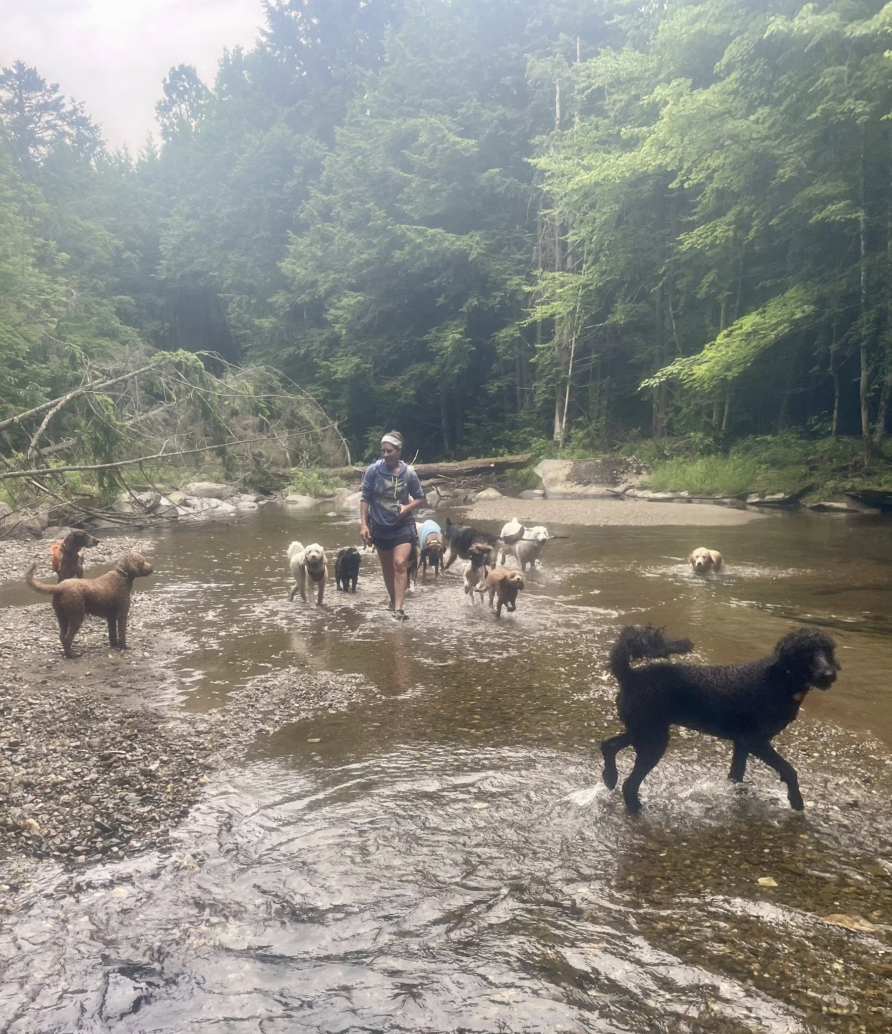 Alpine Dog VT, Nancy Poitras Colchester