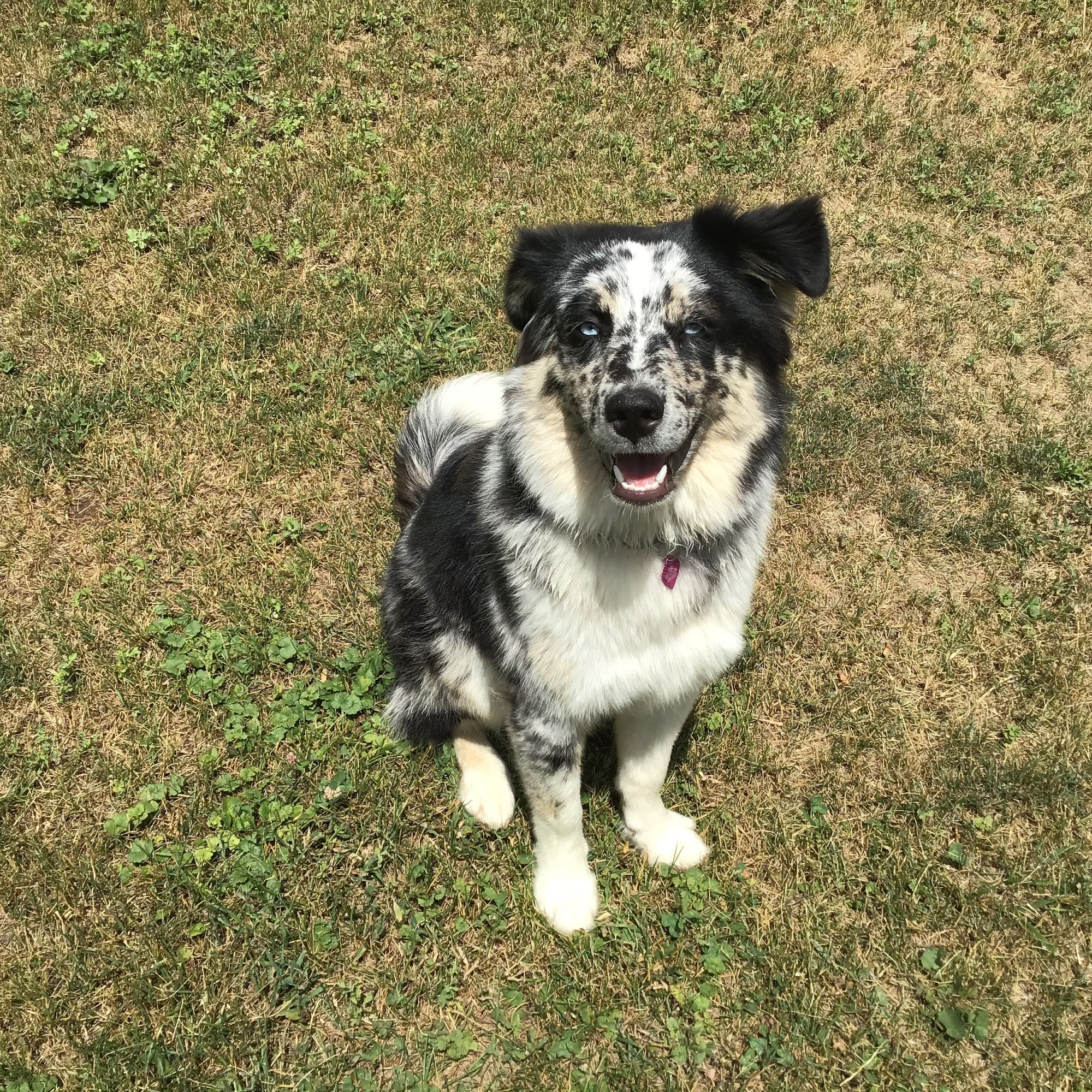 Lucky Puppies Dog Day Care Colchester