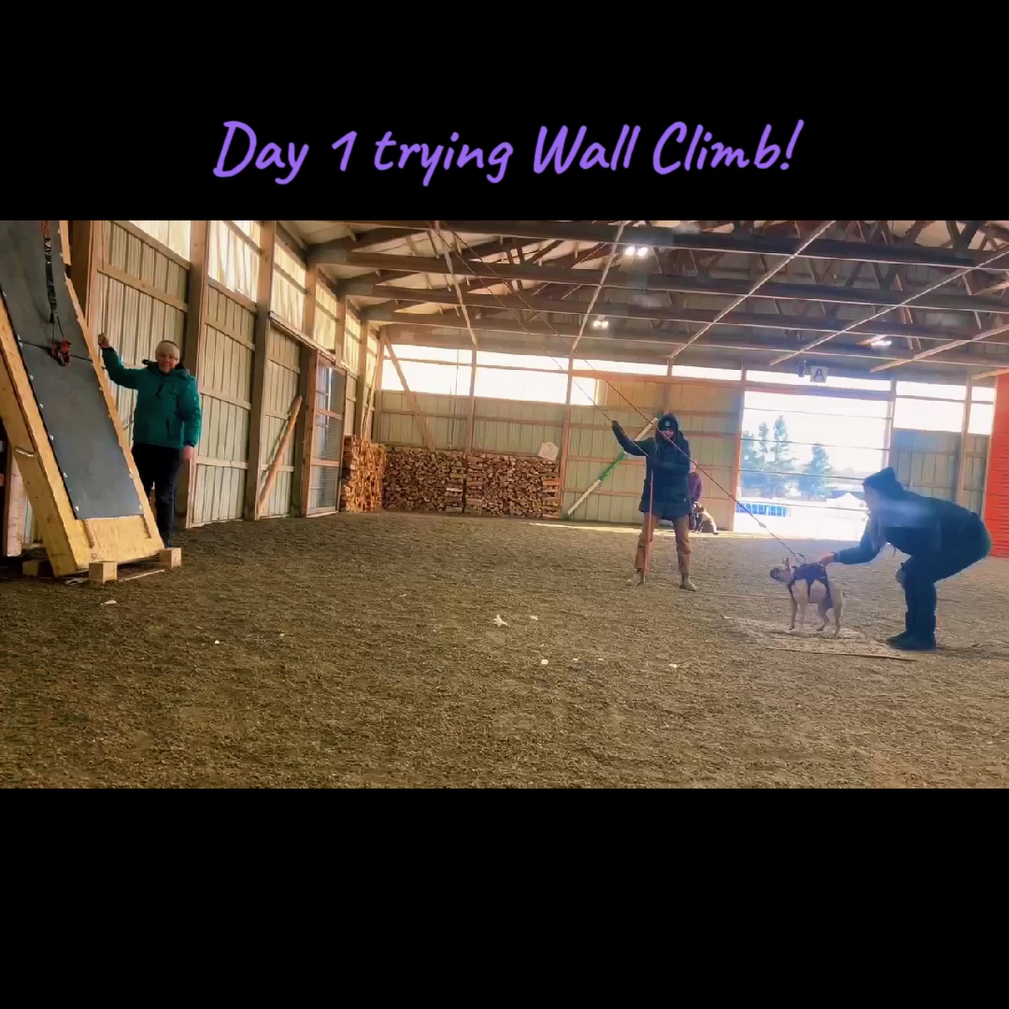 CloverField K9 Colchester