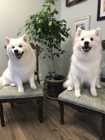Sit Pretty Grooming Salon & Self-Service Pet Wash Essex Junction