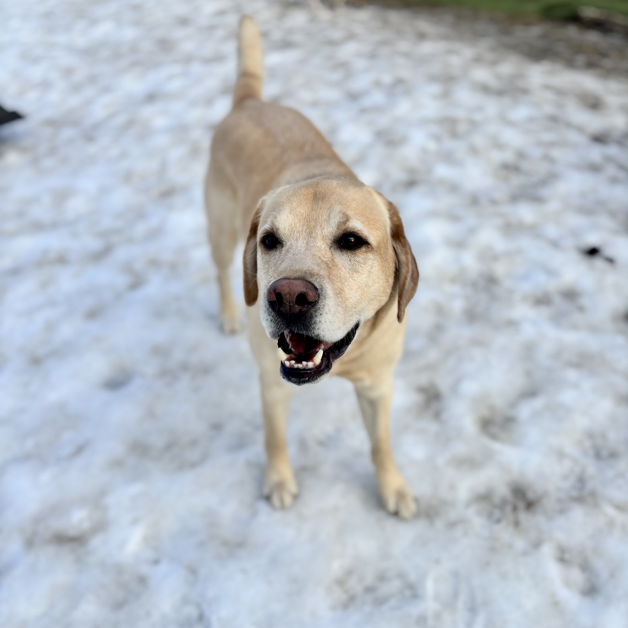 Walk My Dog Essex Junction