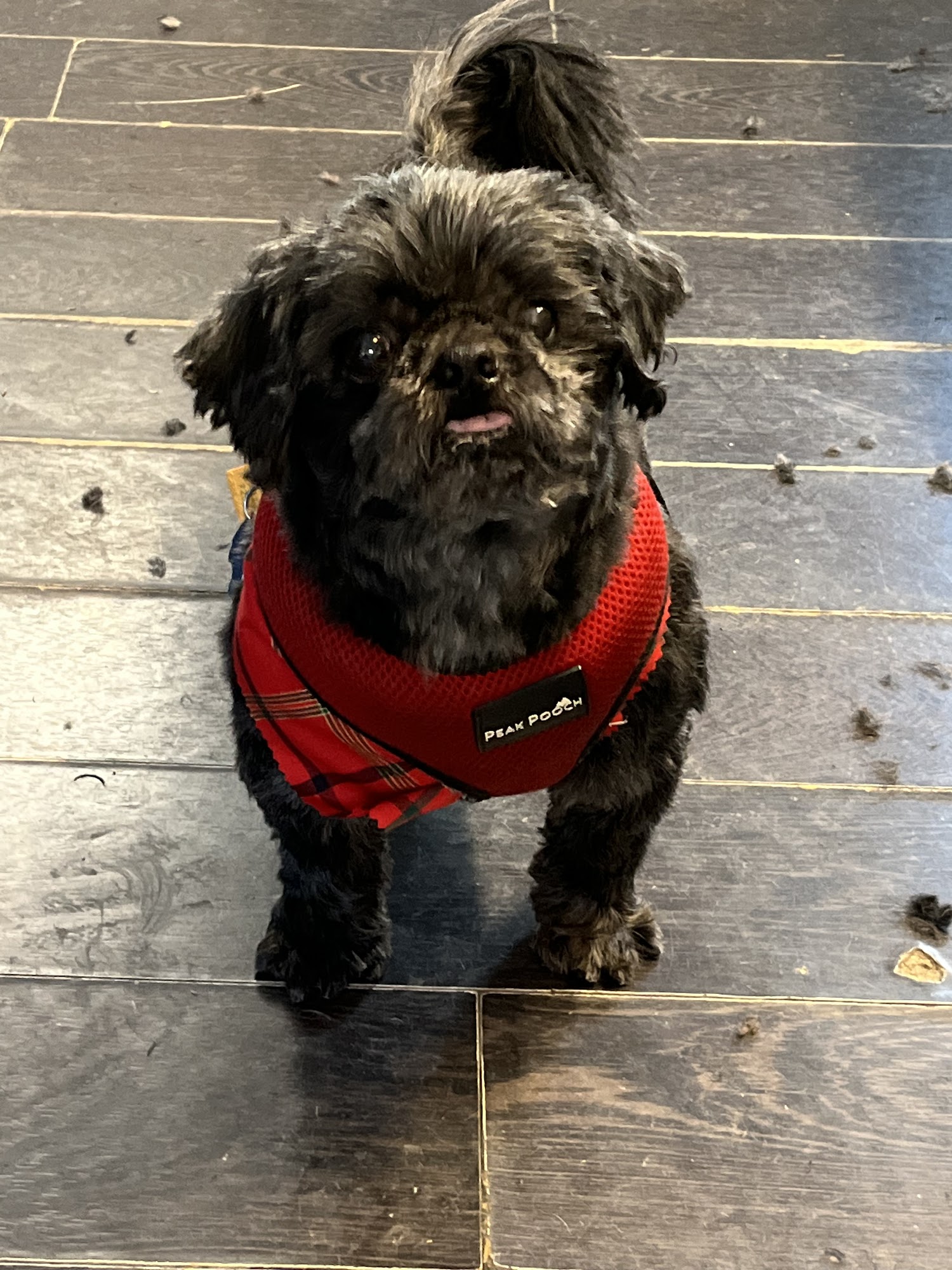 Dapper Dogs Spa Fair Haven