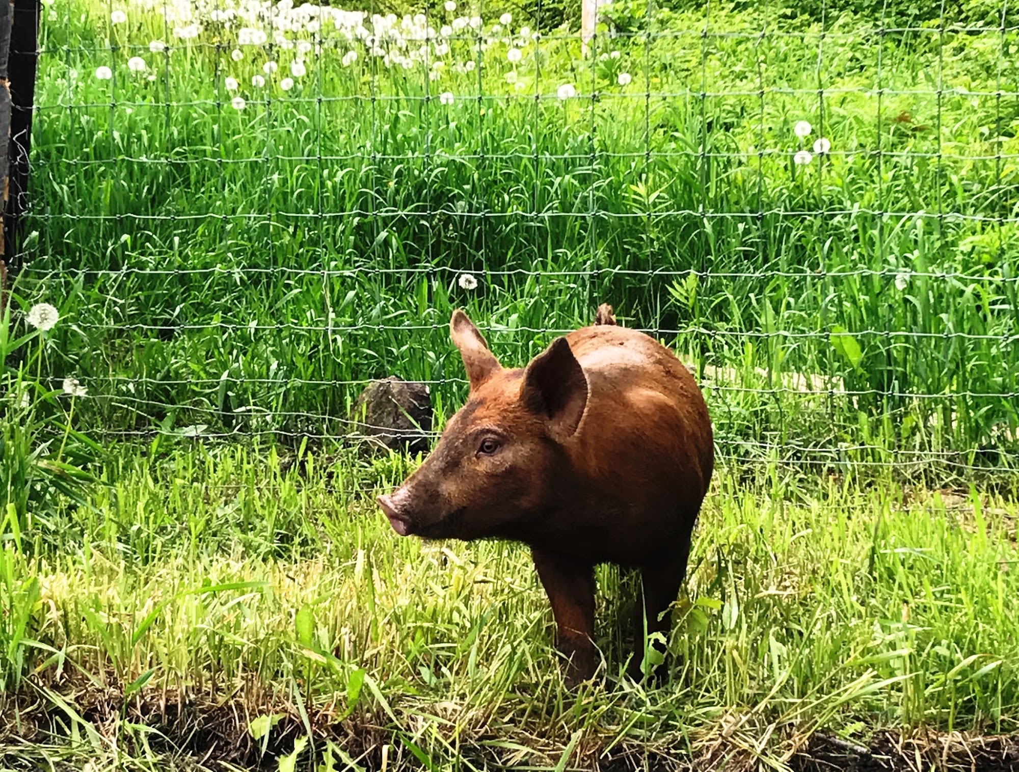 Hinterland Farm Killington