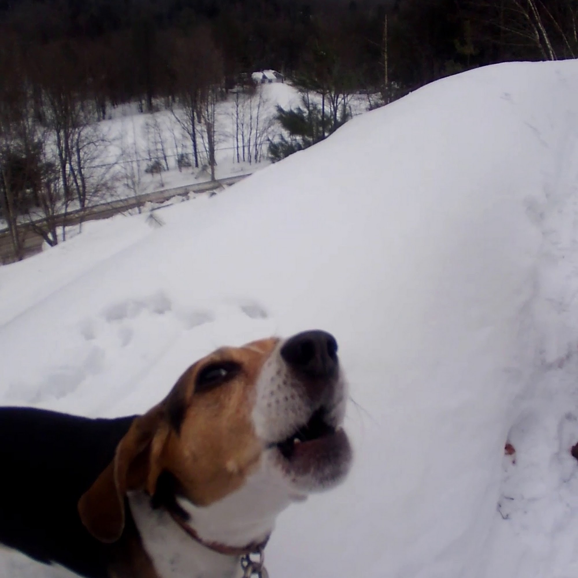 Lynn & Jim's Dog Walking Ludlow