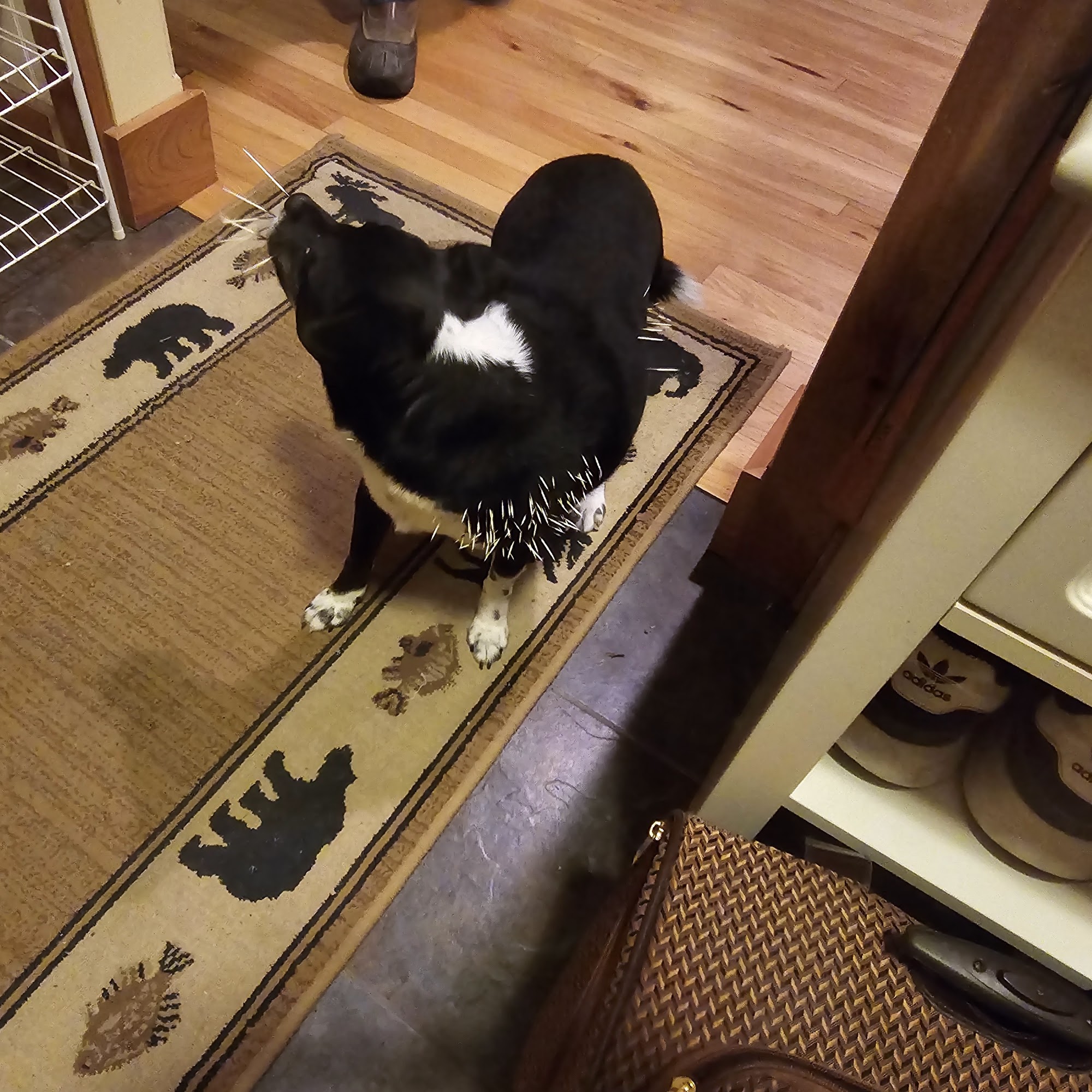 Green Mt Veterinary Hospital Manchester Center