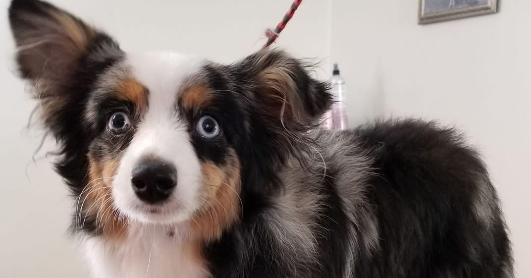 Dog Gone Styles By Pilar Middlebury