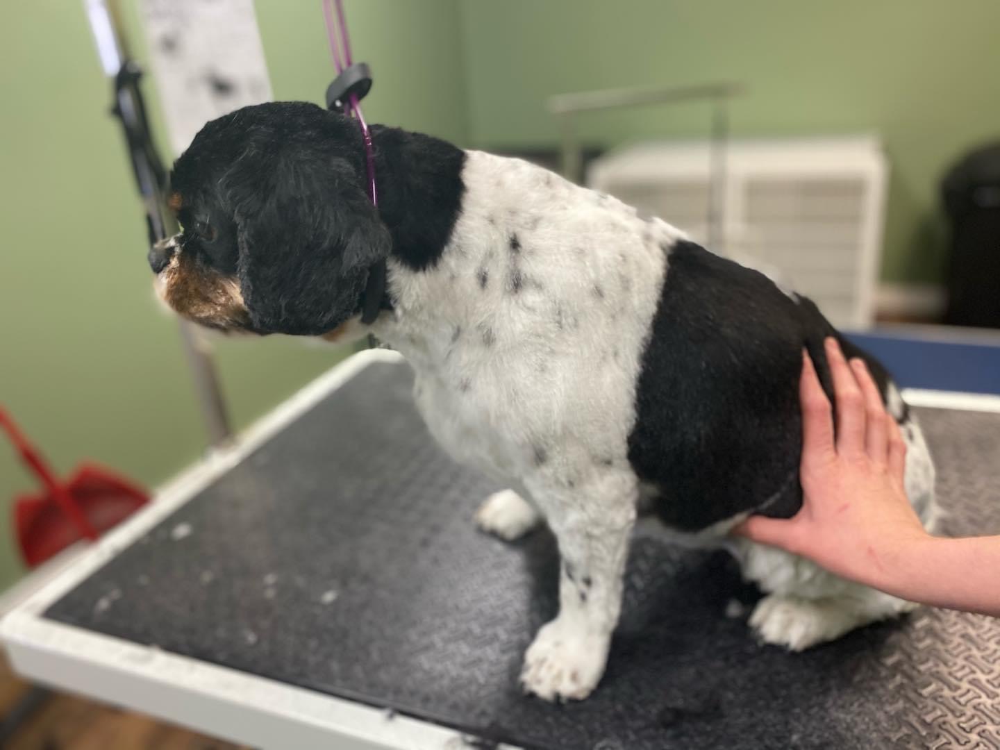 Northern Vermont Pet Grooming Milton