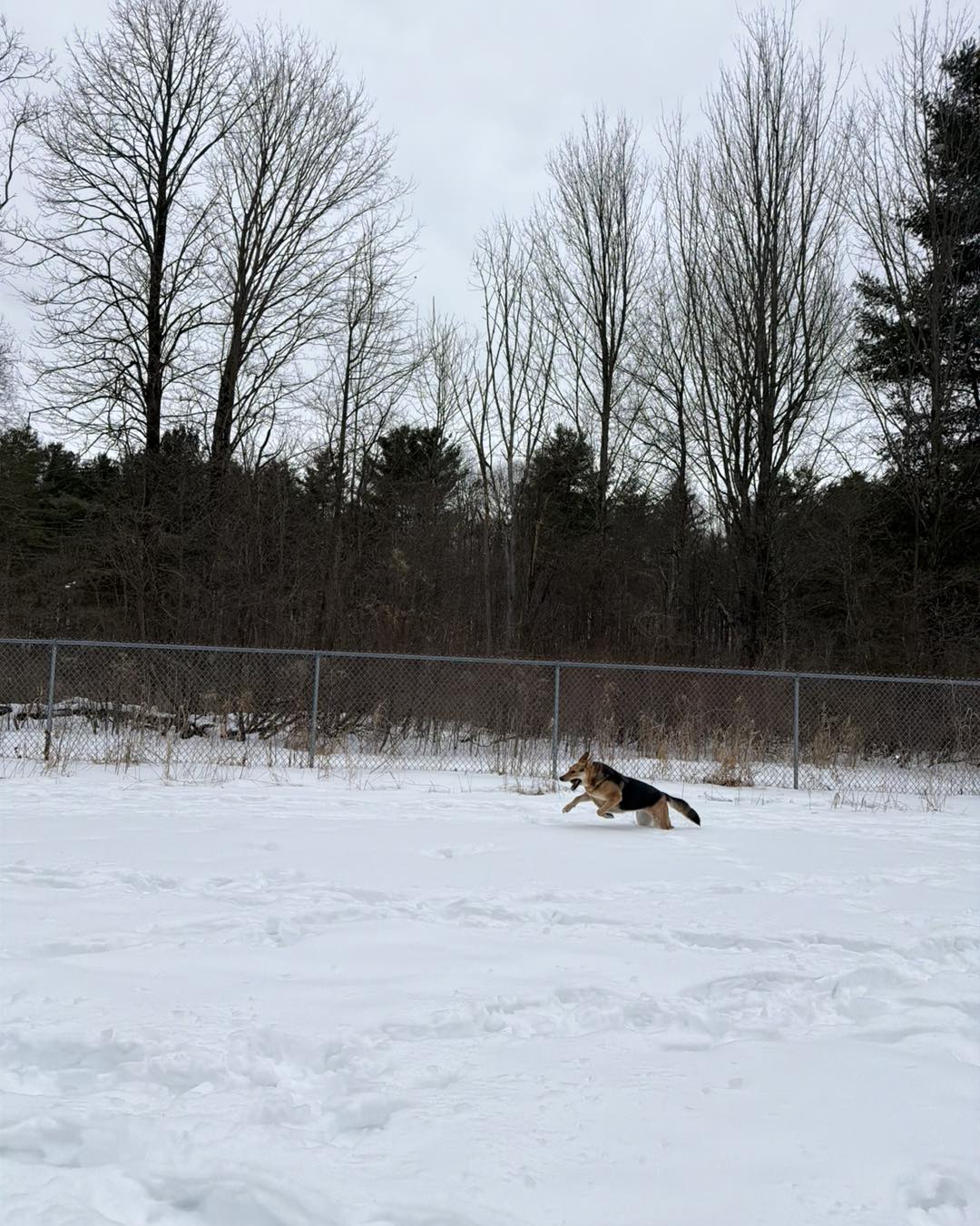 Pinebrook Kennels Milton