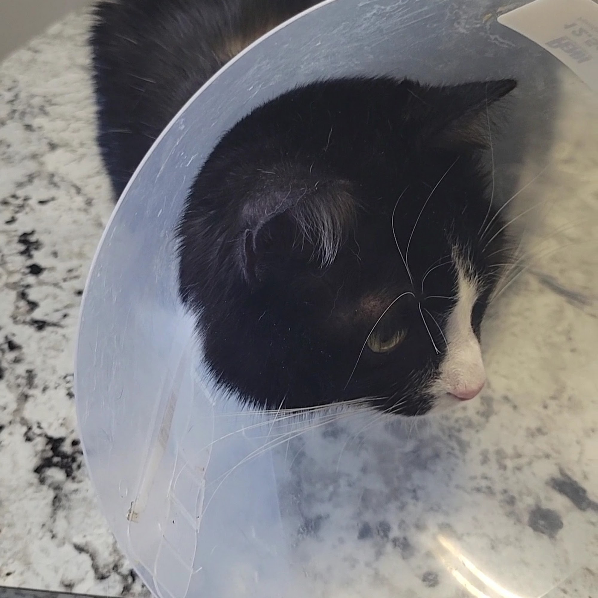 Montpelier Veterinary Hospital Montpelier