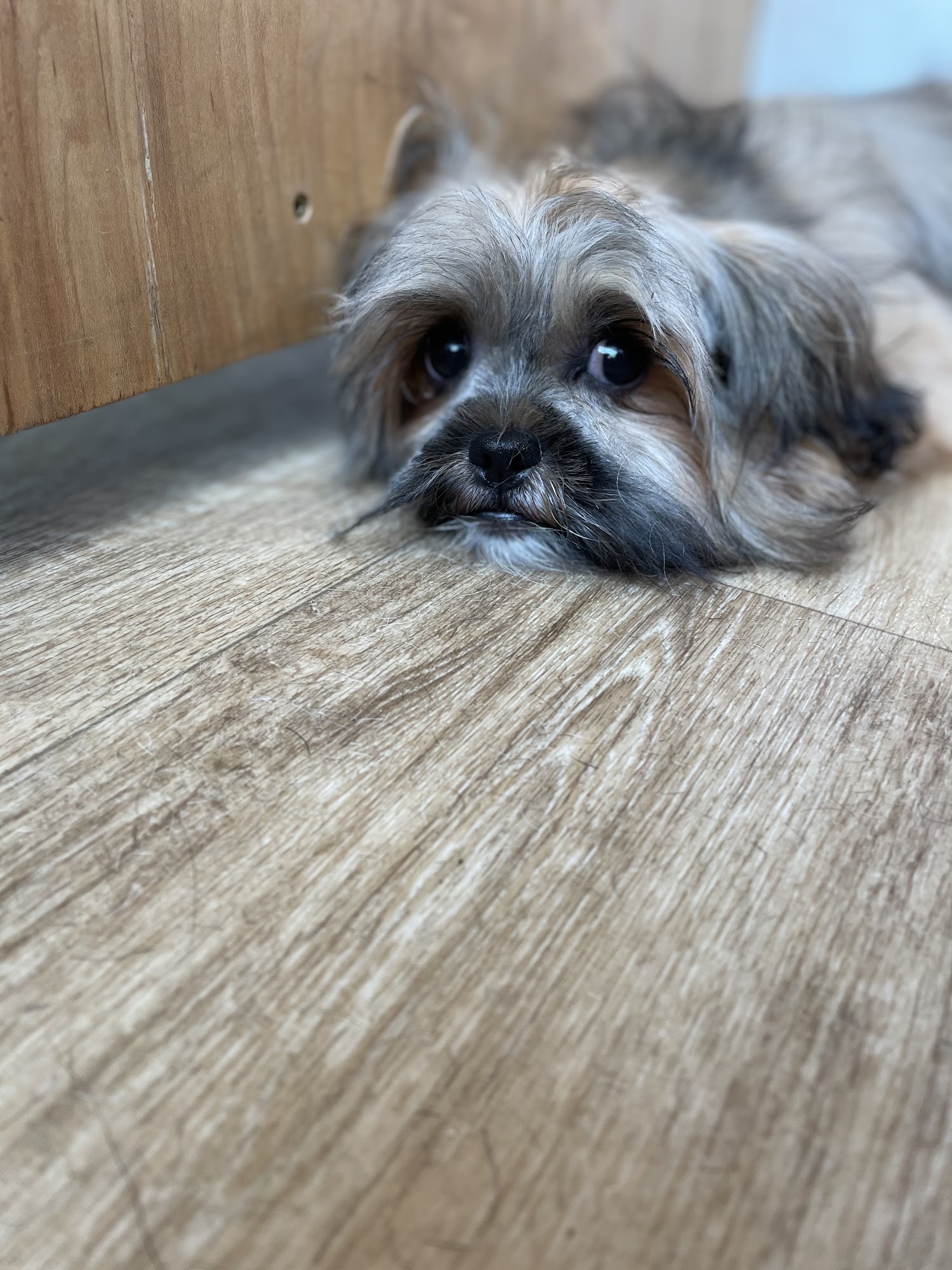 Good Dog Grooming Morrisville