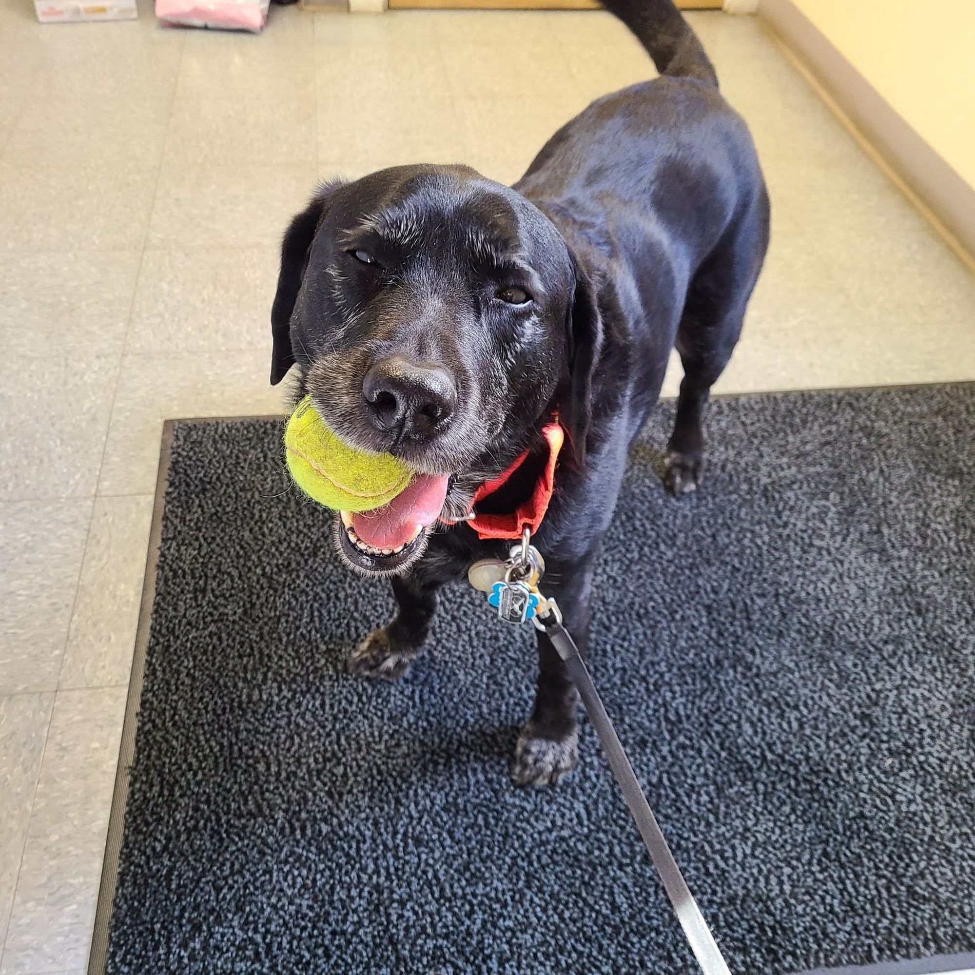 West River Valley Veterinary Service Newfane