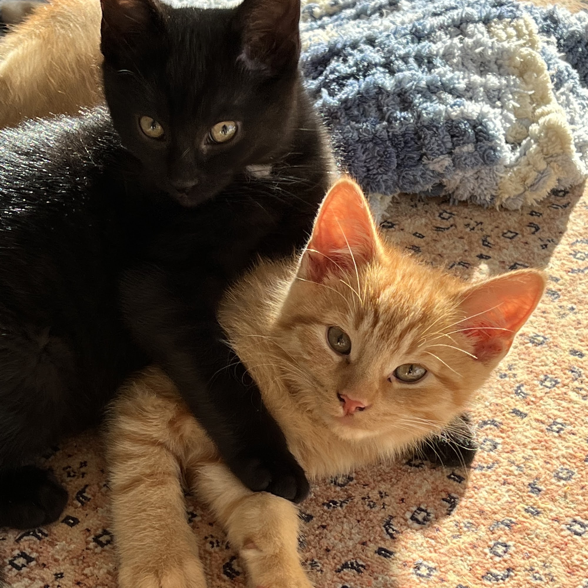 Animal Doctor Newport