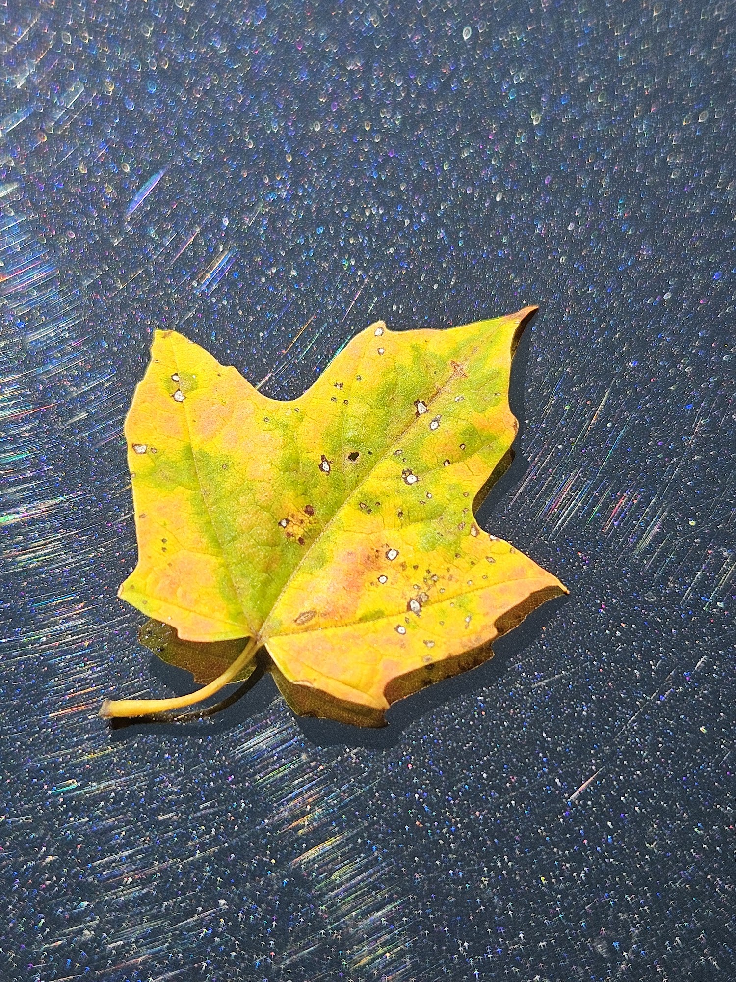 Lapierre's Decorating Center Newport